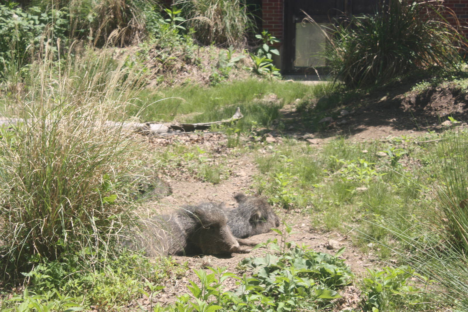 Hoofstock- Chacoan Peccaries
