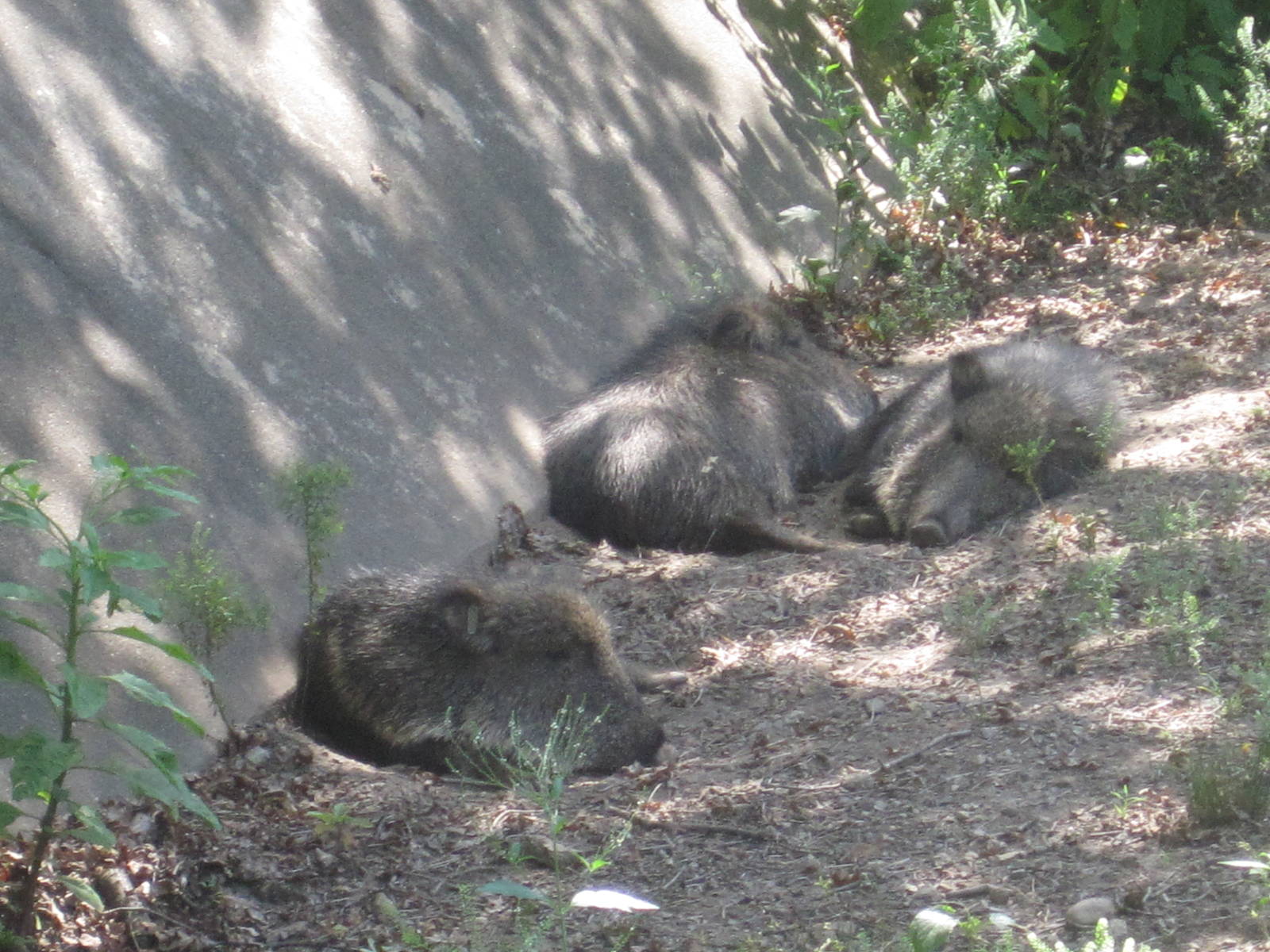Hoofstock- Chacoan Peccaries