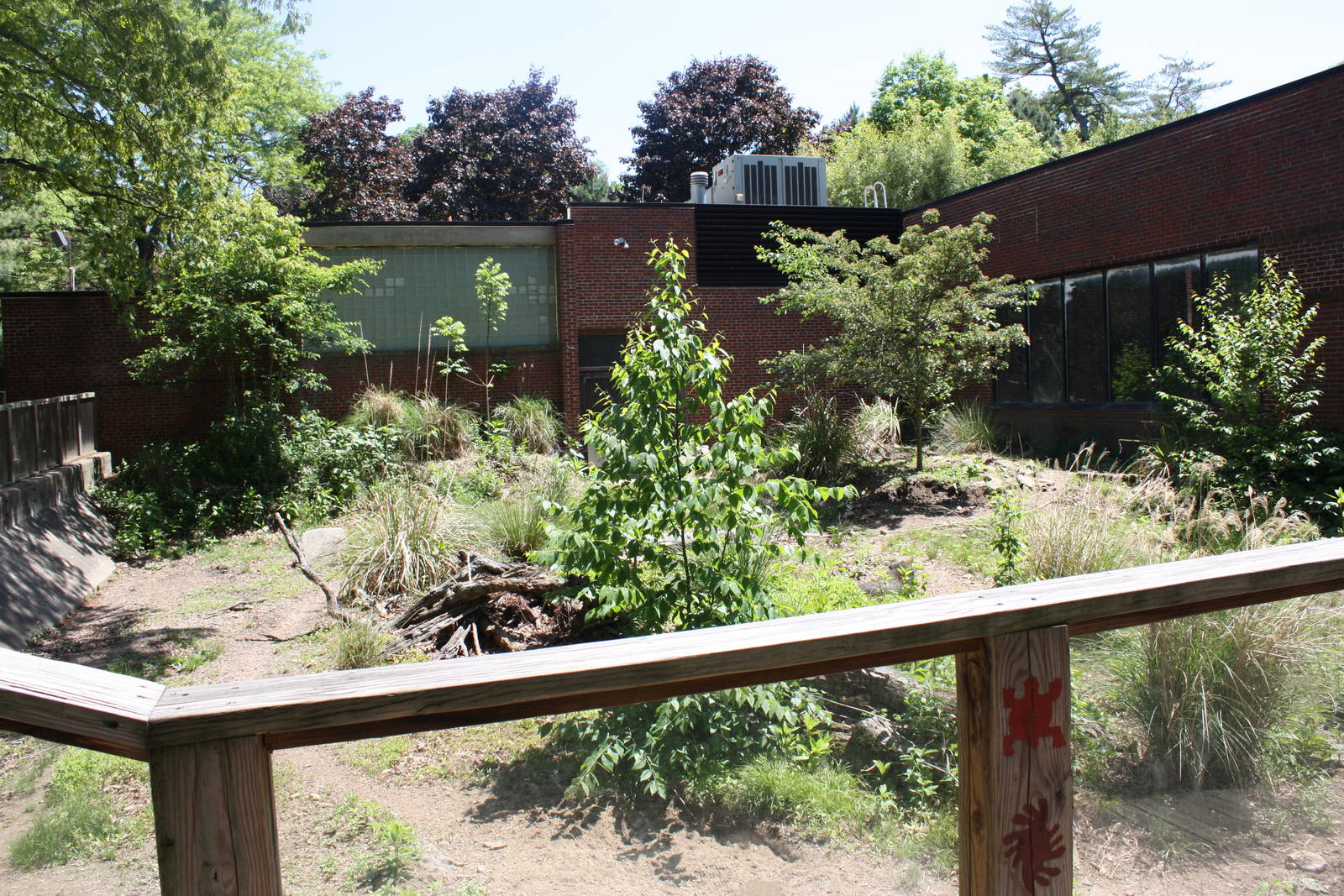 Hoofstock- Chacoan Peccary Exhibit