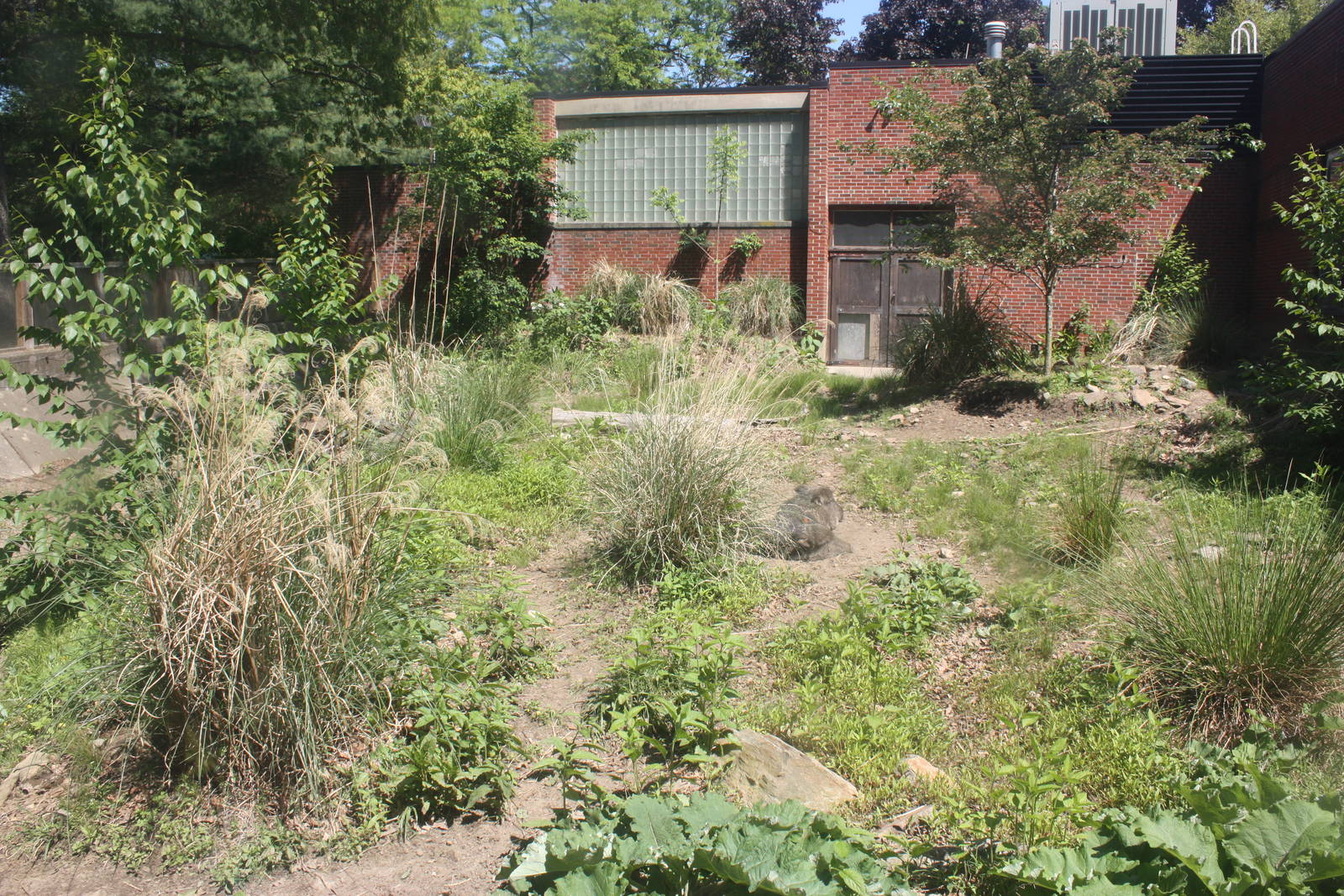 Hoofstock- Chacoan Peccary Exhibit