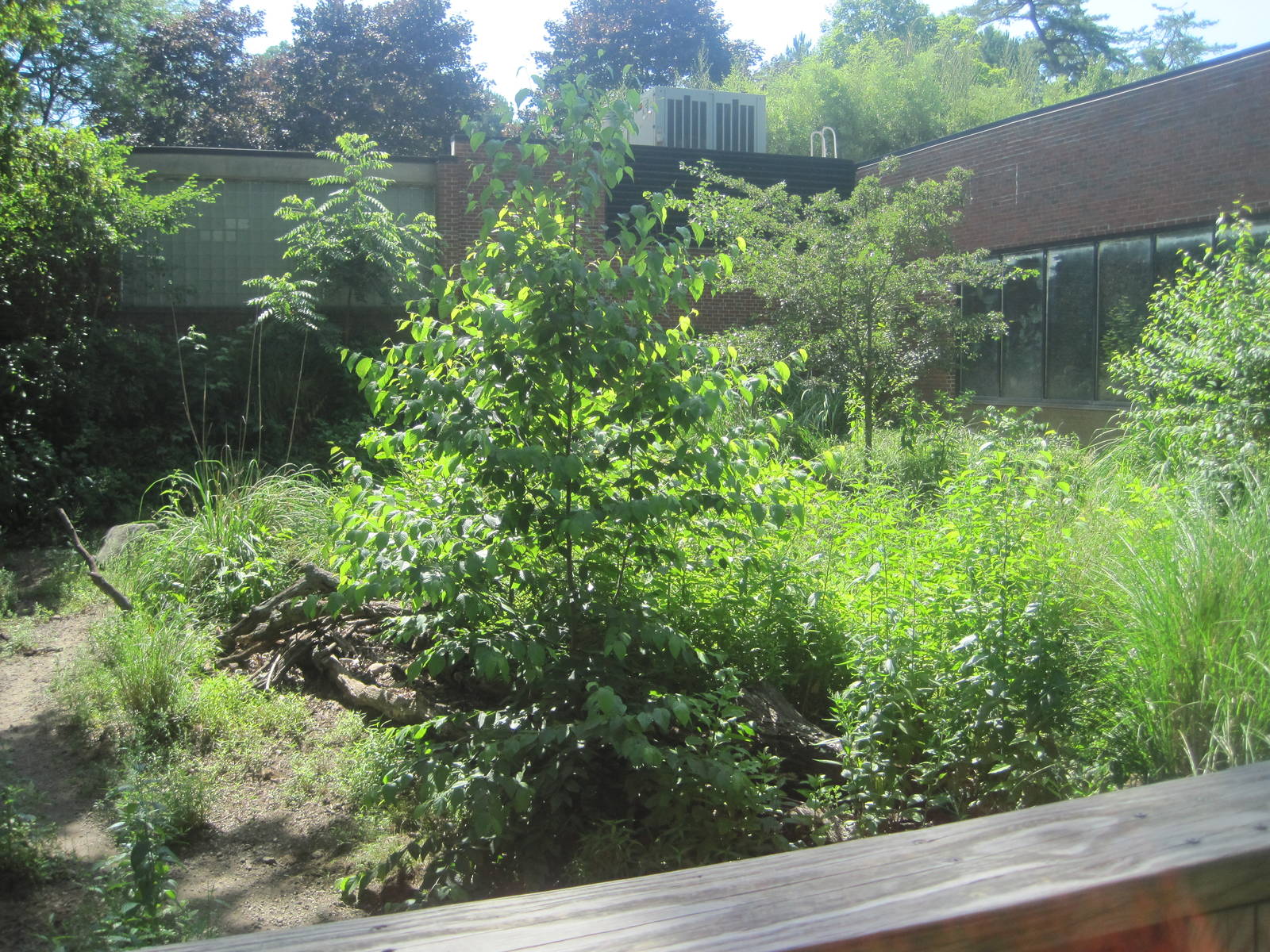 Hoofstock- Chacoan Peccary Exhibit