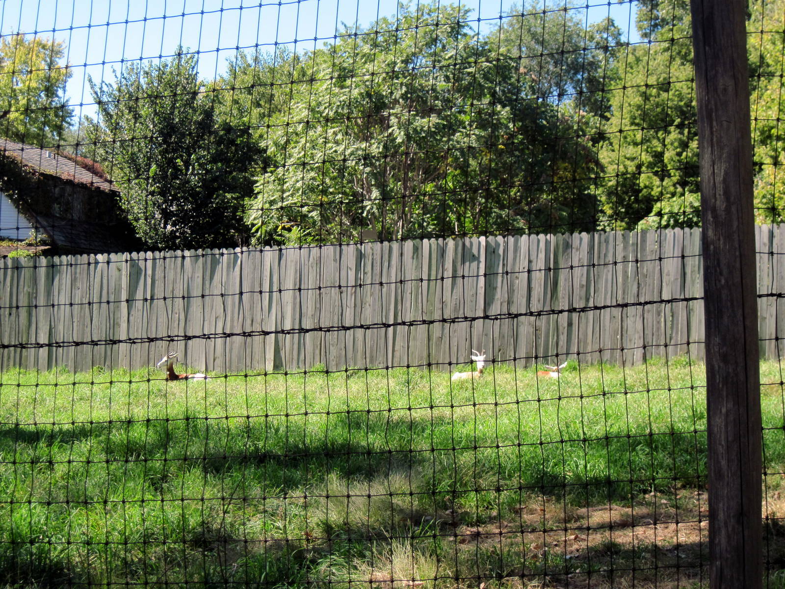 Hoofstock-Dama Gazelle Exhibit