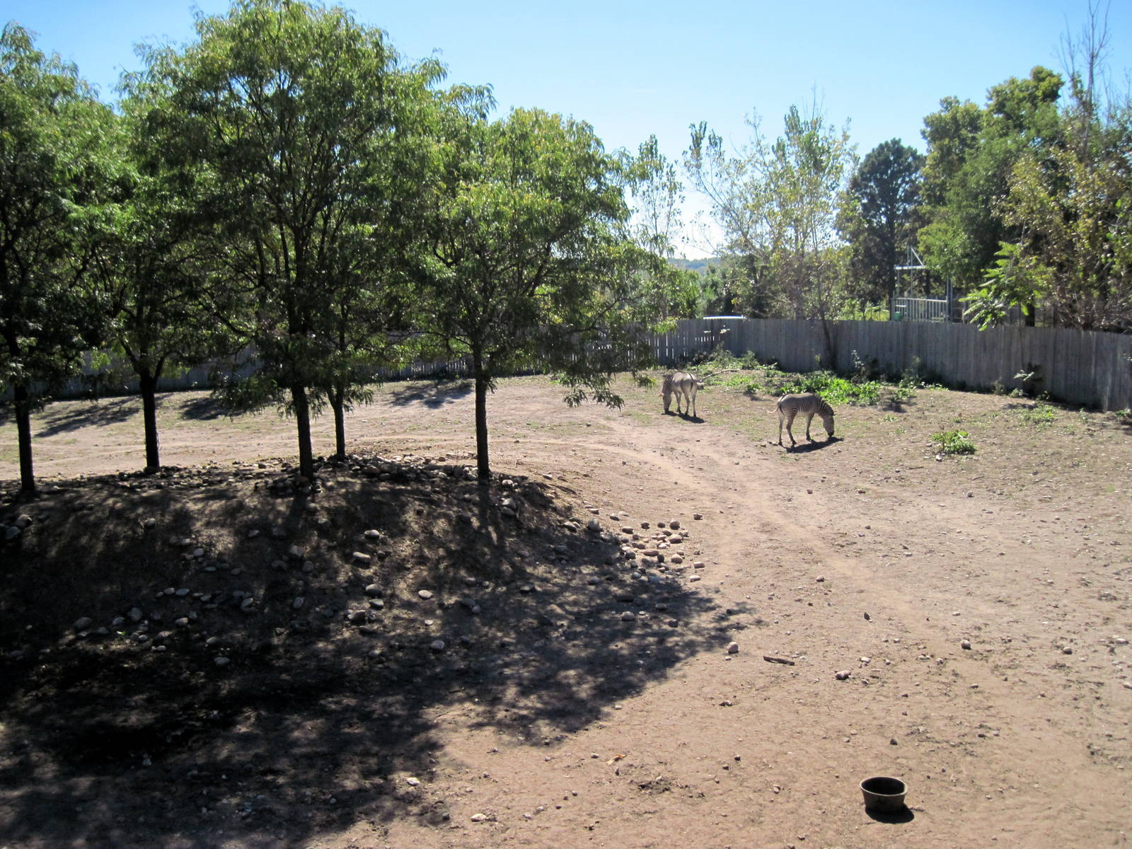 Hoofstock-Grevy's Zebras
