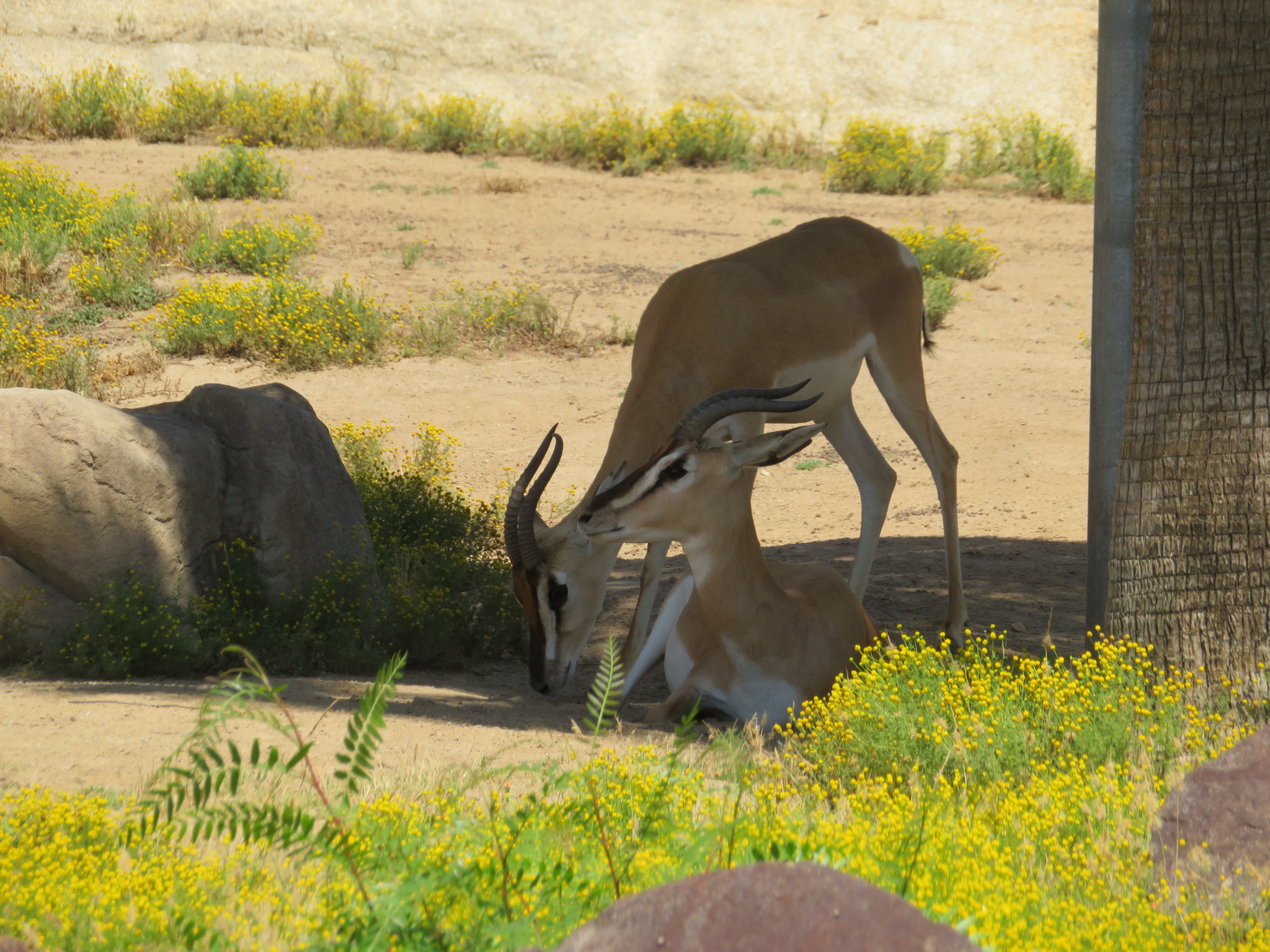 Hoofstock ID (SDZSP)