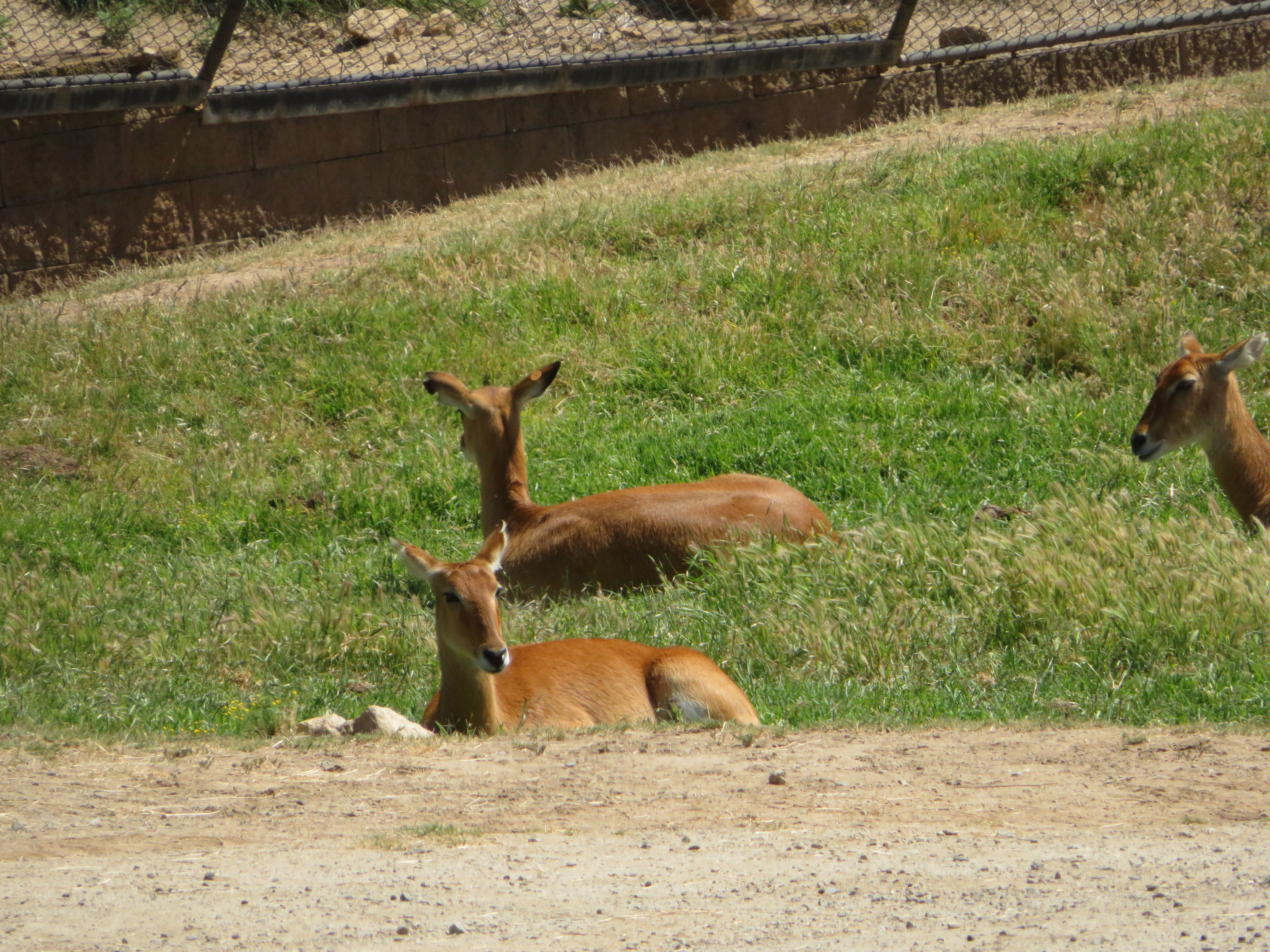 Hoofstock ID (SDZSP)