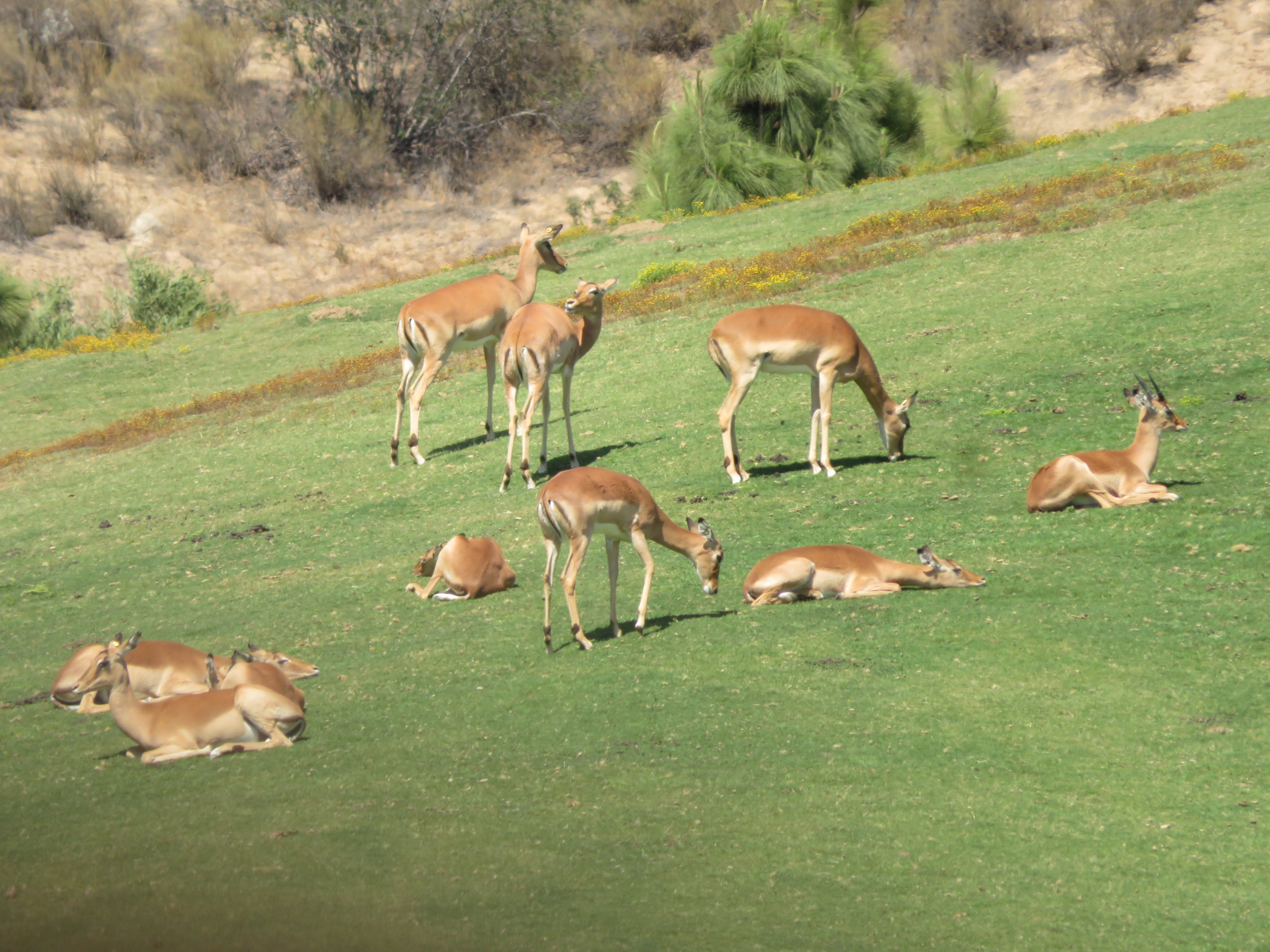 Hoofstock ID (SDZSP)