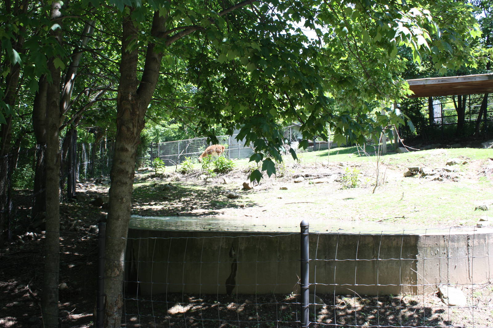 Hoofstock- Llama Pool