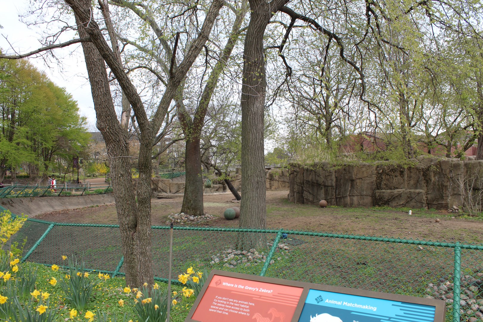 Hoofstock Loop - Grevy's Zebra Exhibit
