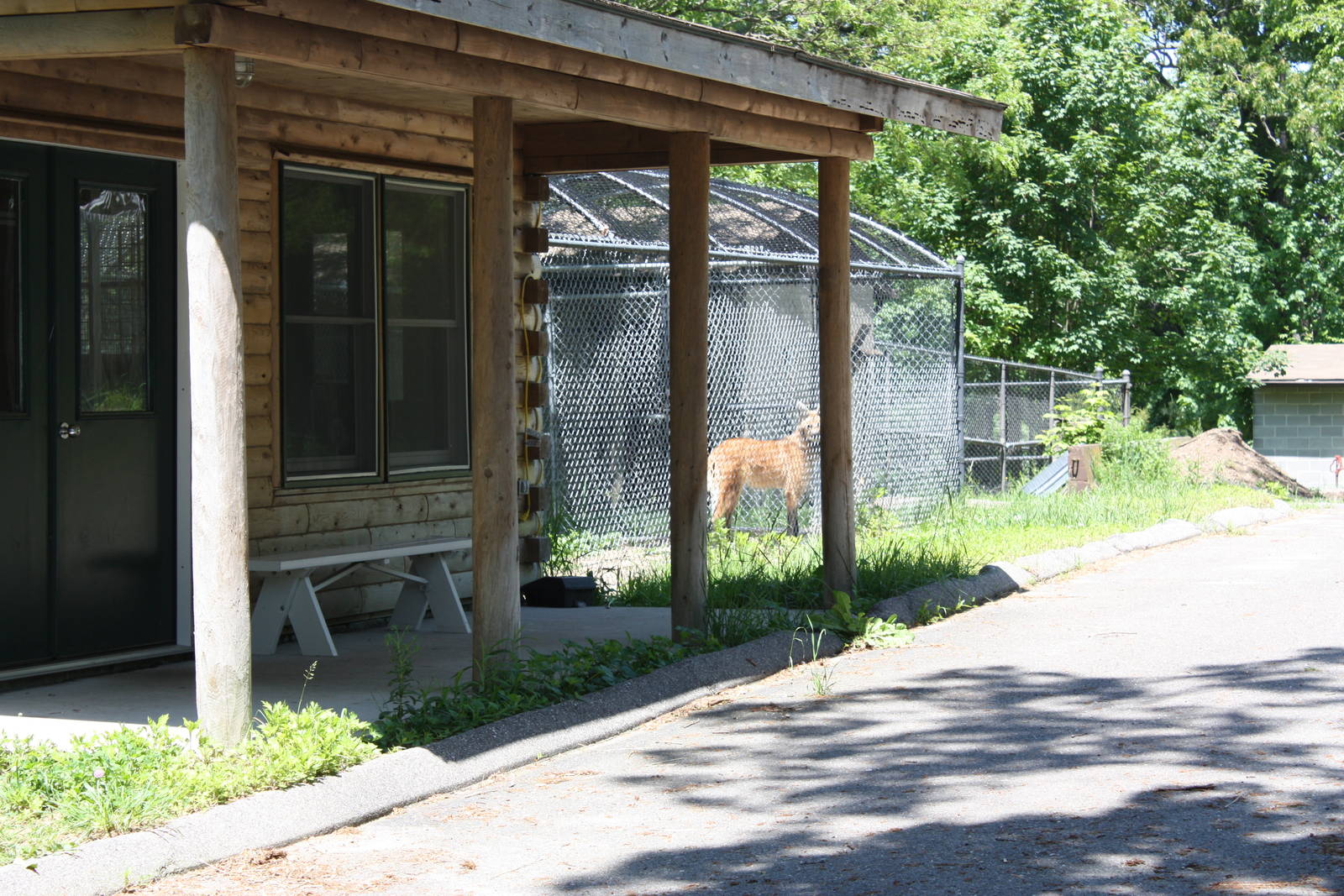 Hoofstock- Maned Wolf Holding Area