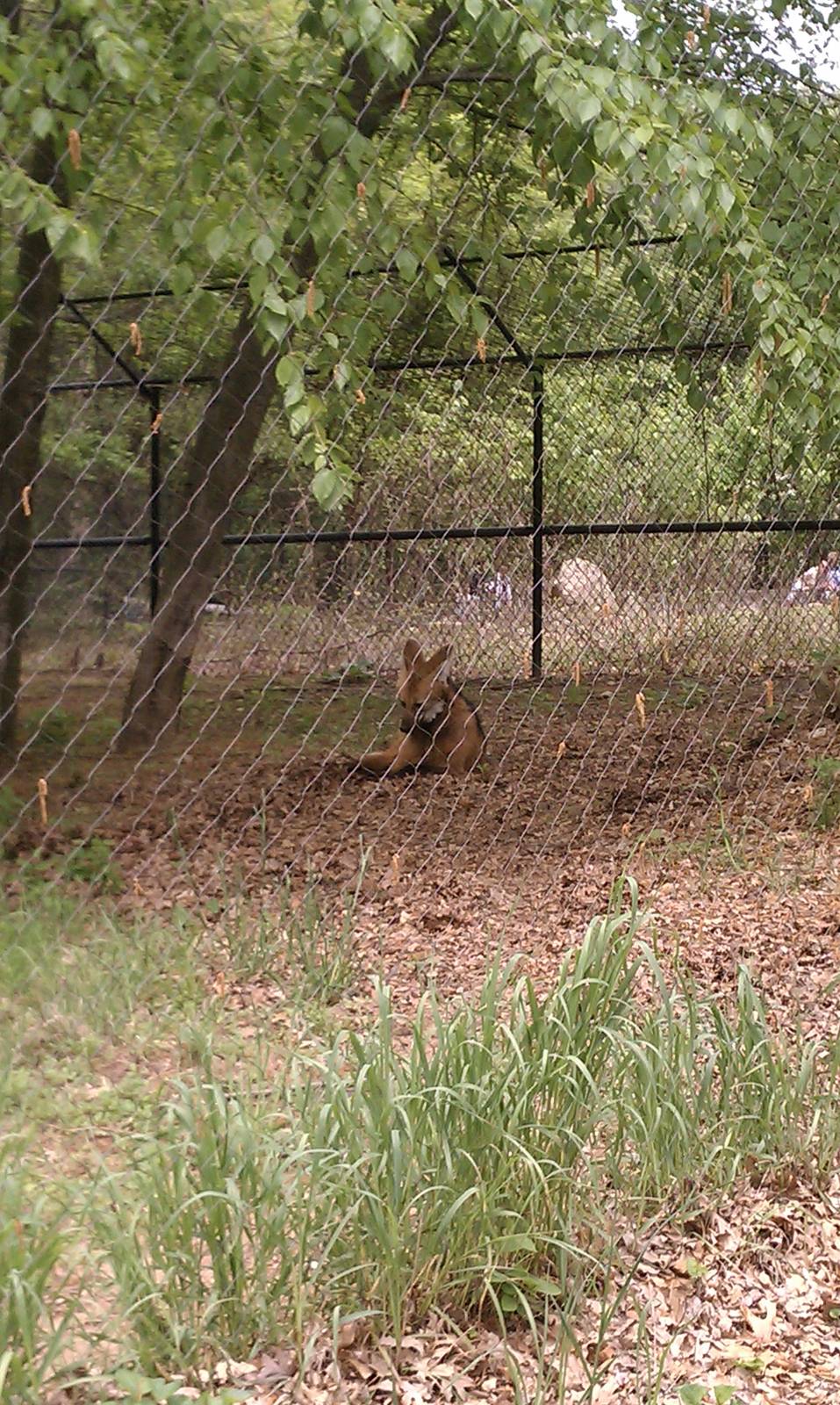 Hoofstock- Maned Wolf