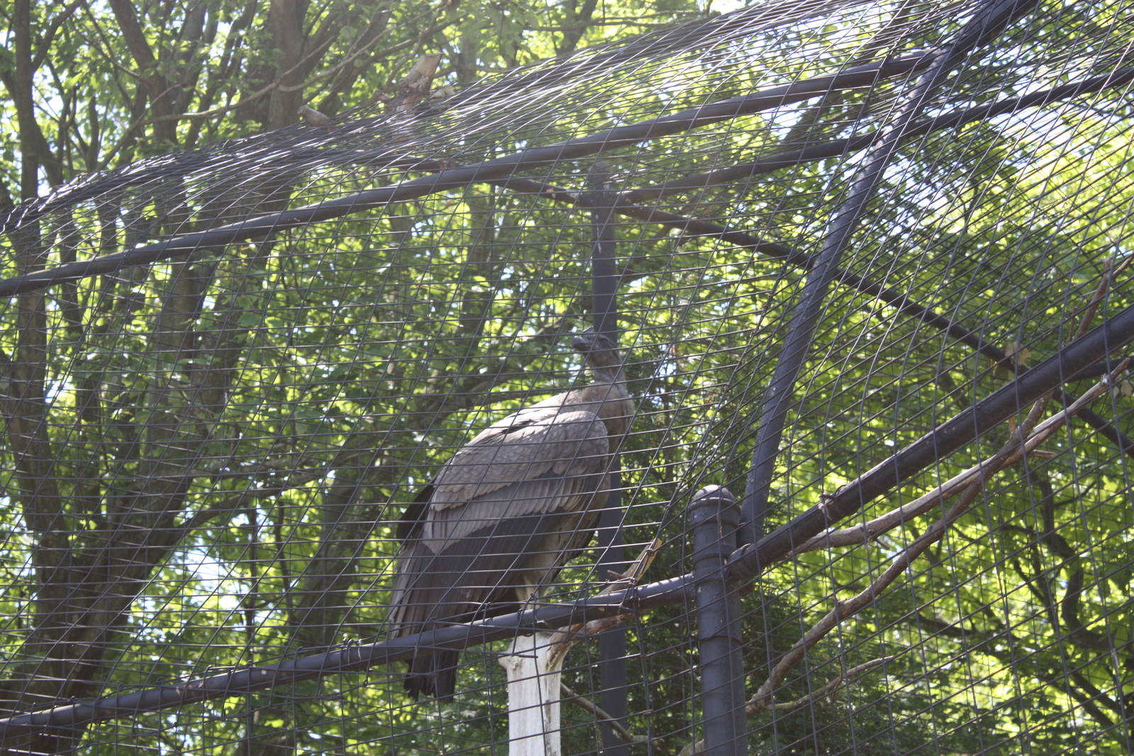 Hoofstock- New Andean Condor