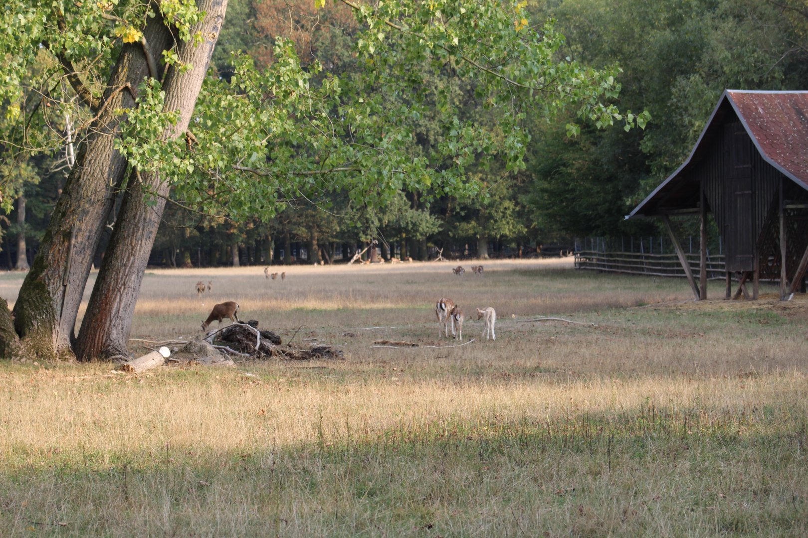 Hoofstock Paddock Part 1