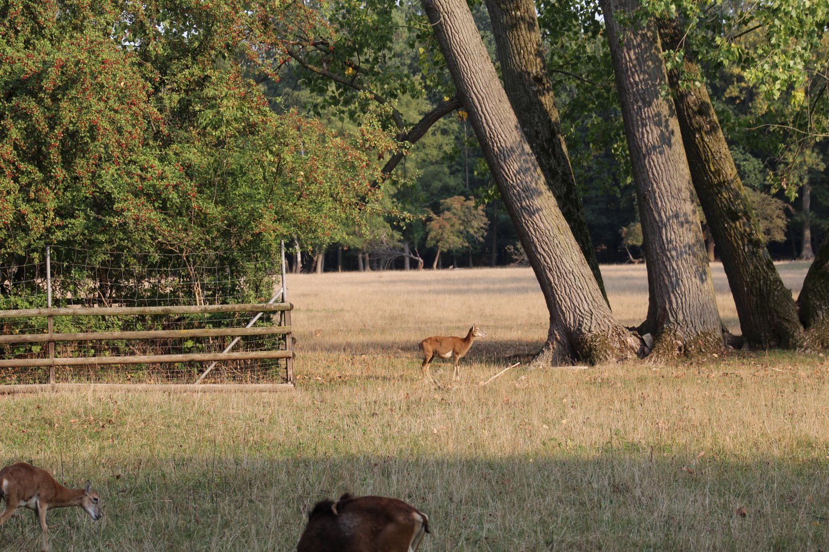 Hoofstock Paddock Part 2