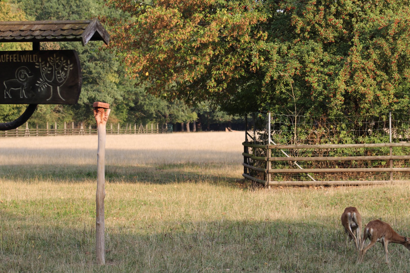 Hoofstock Paddock Part 3