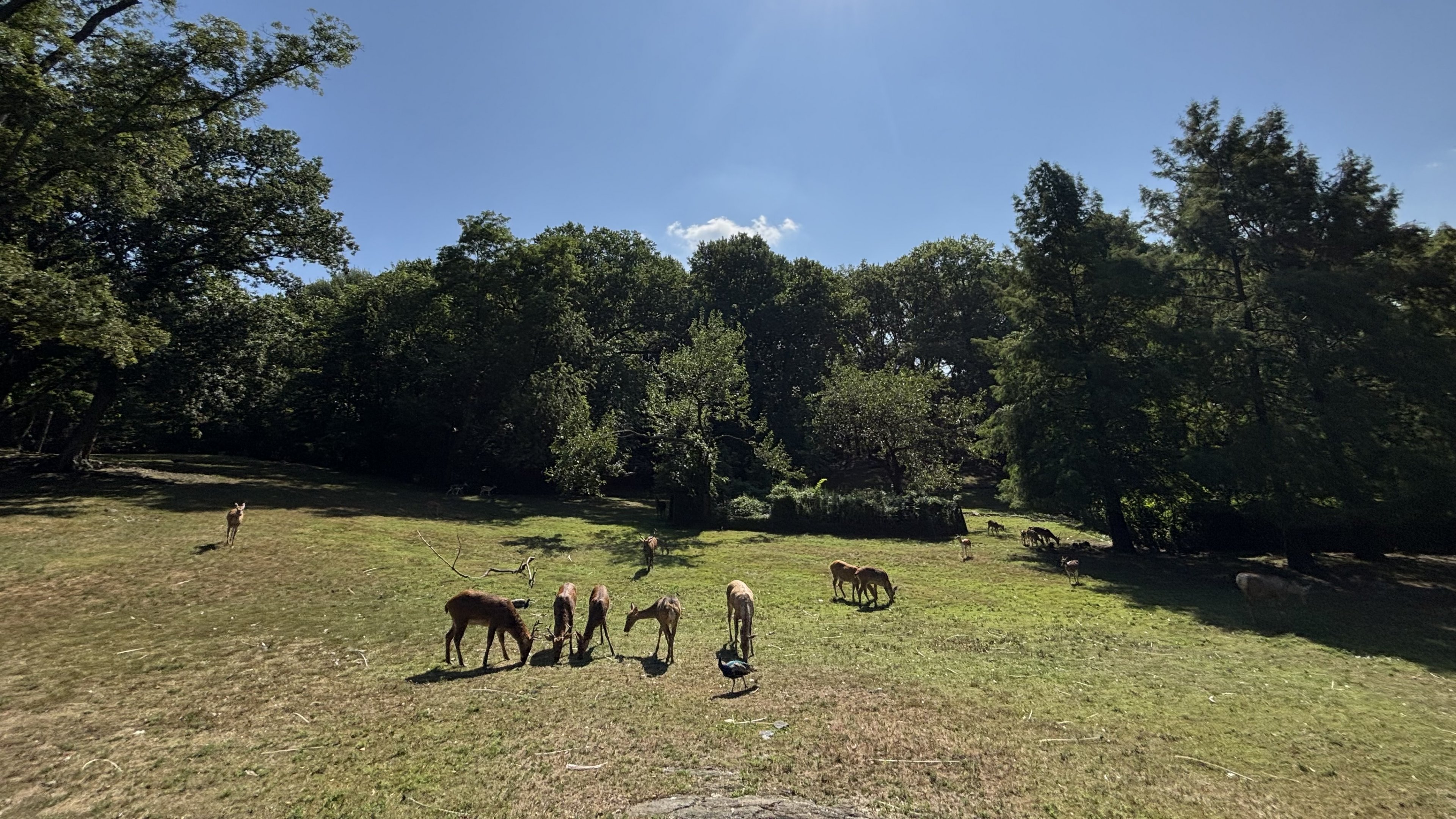 Hoofstock Paddock - Wild Asia
