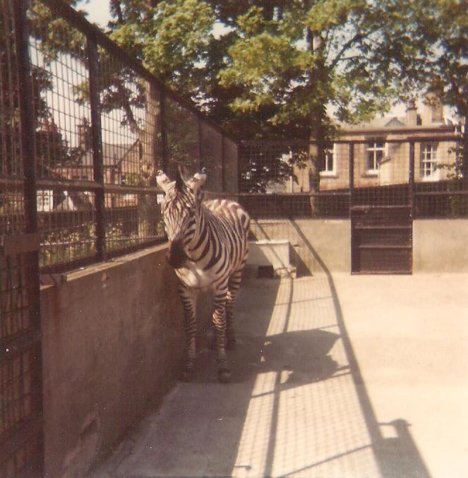 Hoofstock Paddocks Opp Big Ape Houses, Arabian Oryx and Warthogs - Edinburgh Zoo
