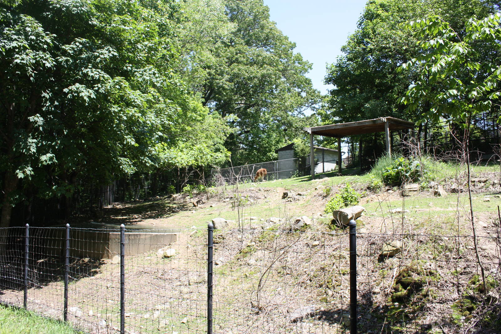 Hoofstock- Part 1 of Llama Exhibit