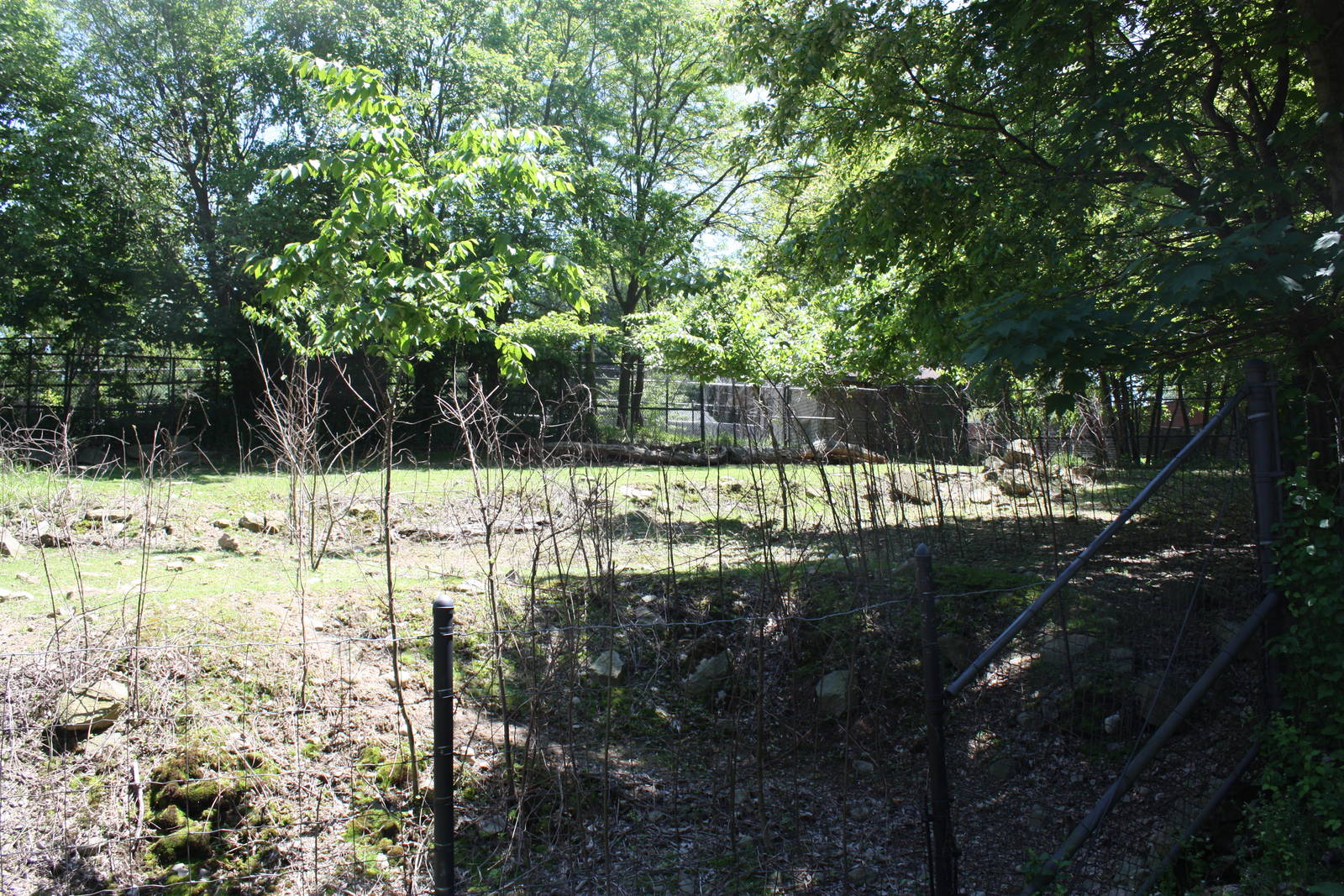 Hoofstock- Part 2 of Llama Exhibit