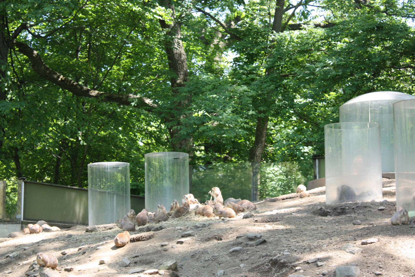 Hoofstock- Prairie Dog Exhibit