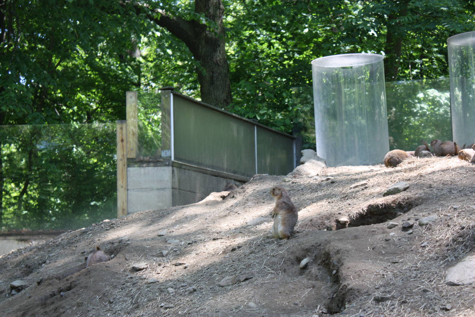 Hoofstock- Prairie Dog Exhibit
