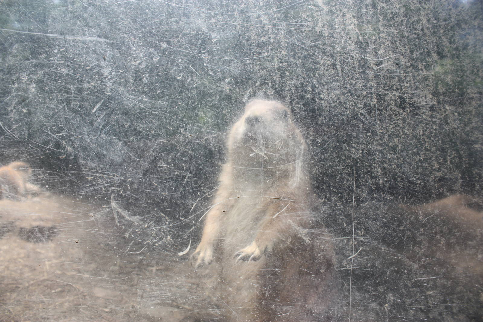 Hoofstock- Prairie Dog Experience