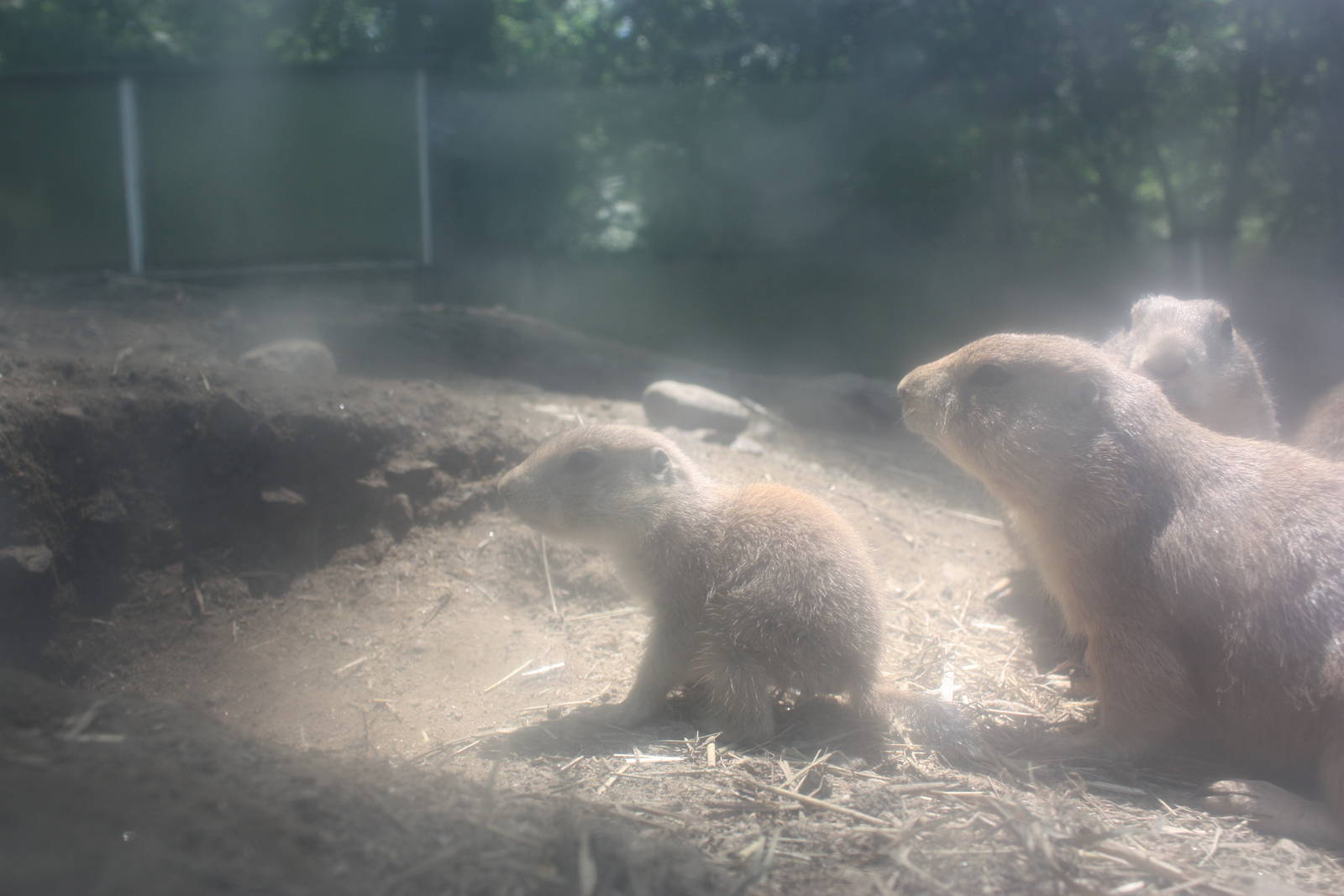 Hoofstock- Prairie Dog Pup With Mommy