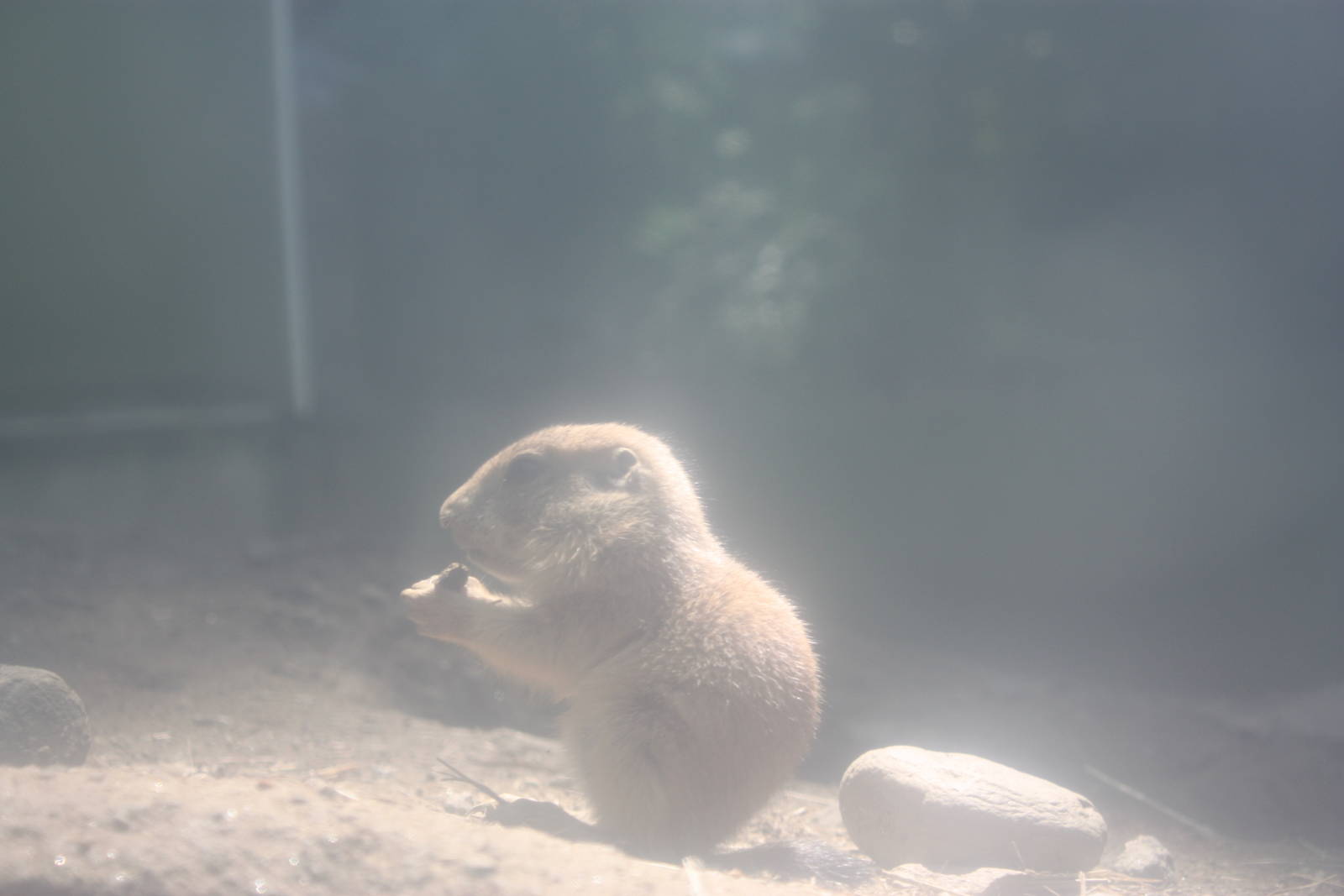 Hoofstock- Prairie Dog Pup