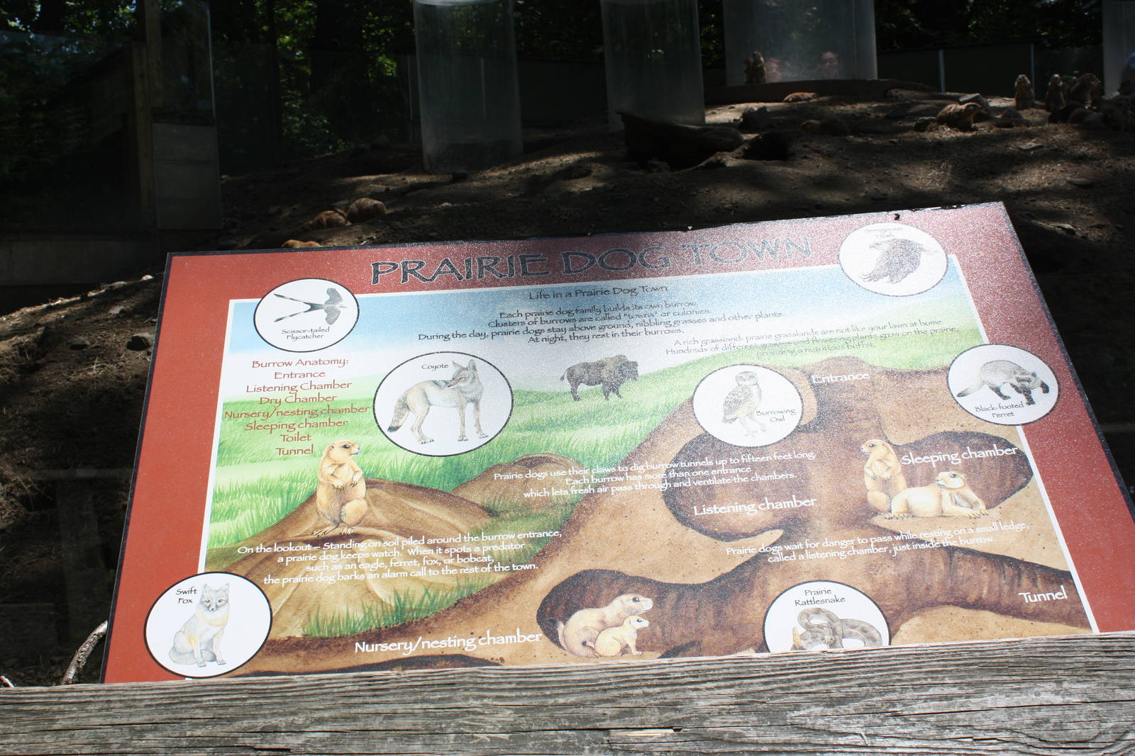 Hoofstock- Prairie Dog Town Signage
