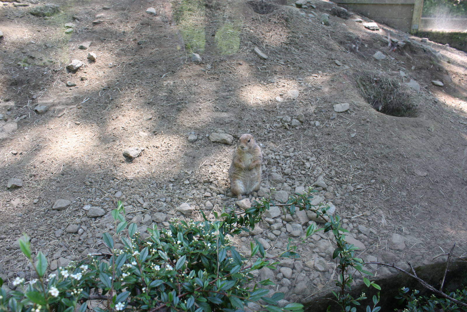 Hoofstock- Prairie Dog