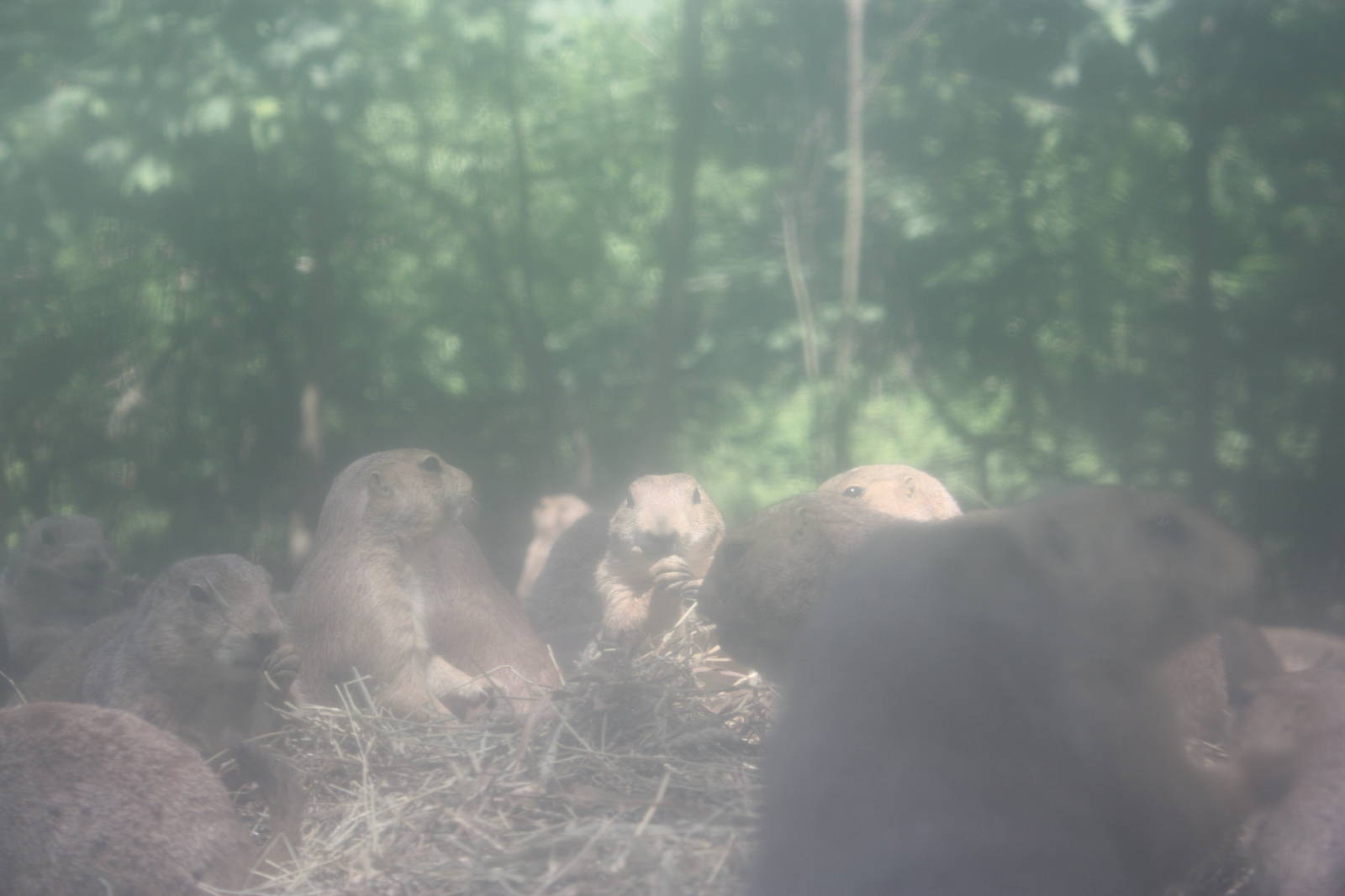 Hoofstock- Prairie Dogs