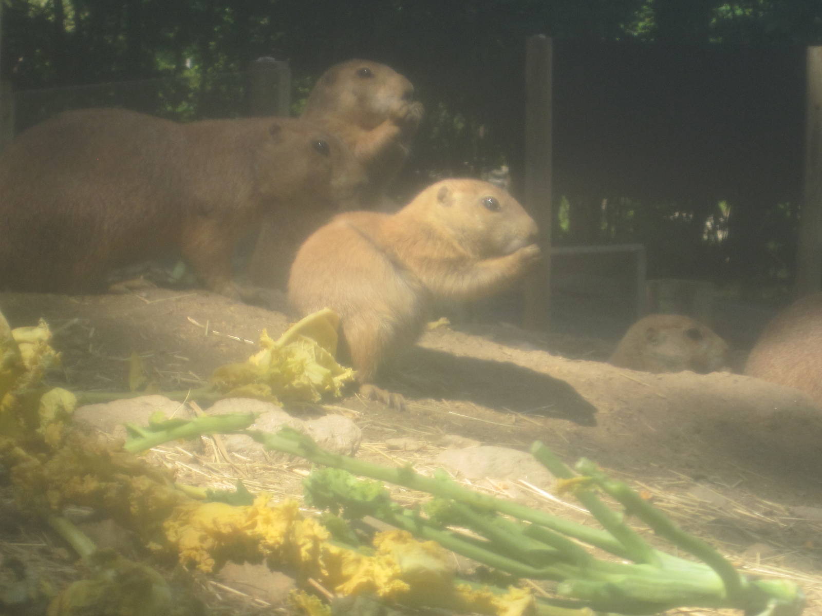Hoofstock- Prairie Dogs