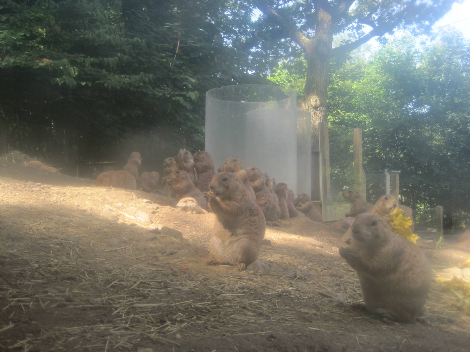 Hoofstock- Prairie Dogs