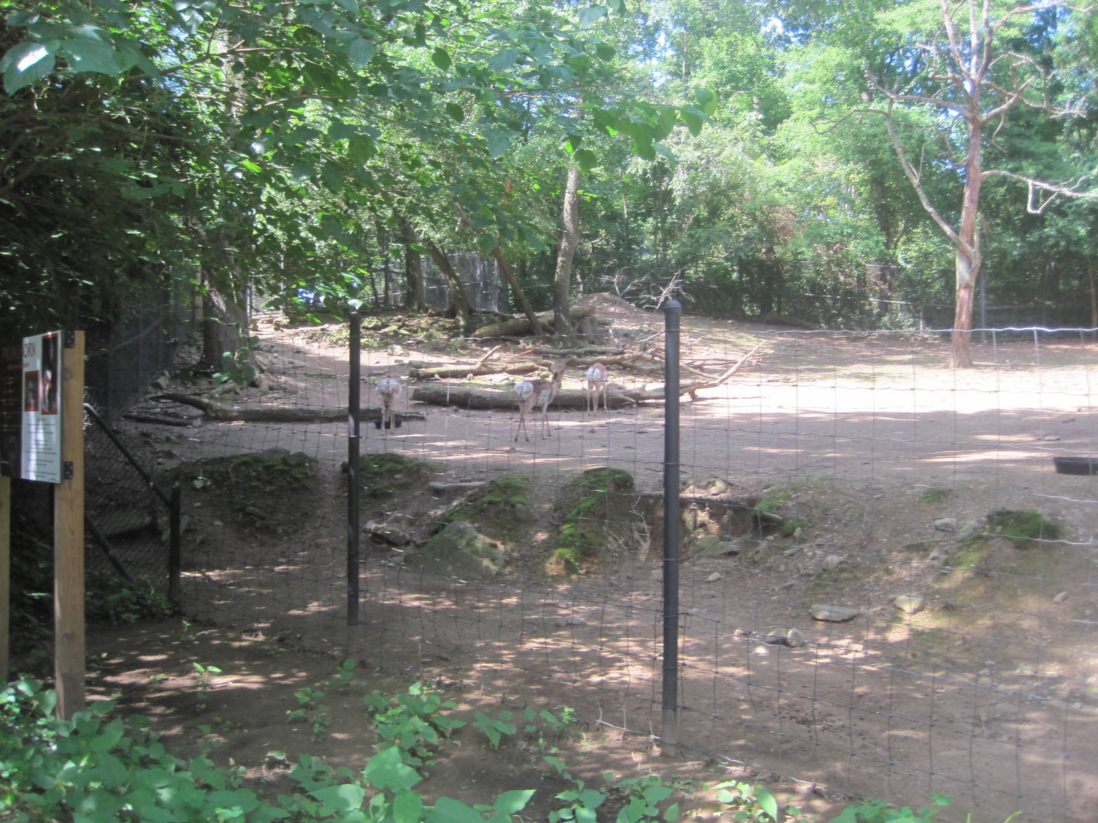 Hoofstock- Pronghorn Exhibit