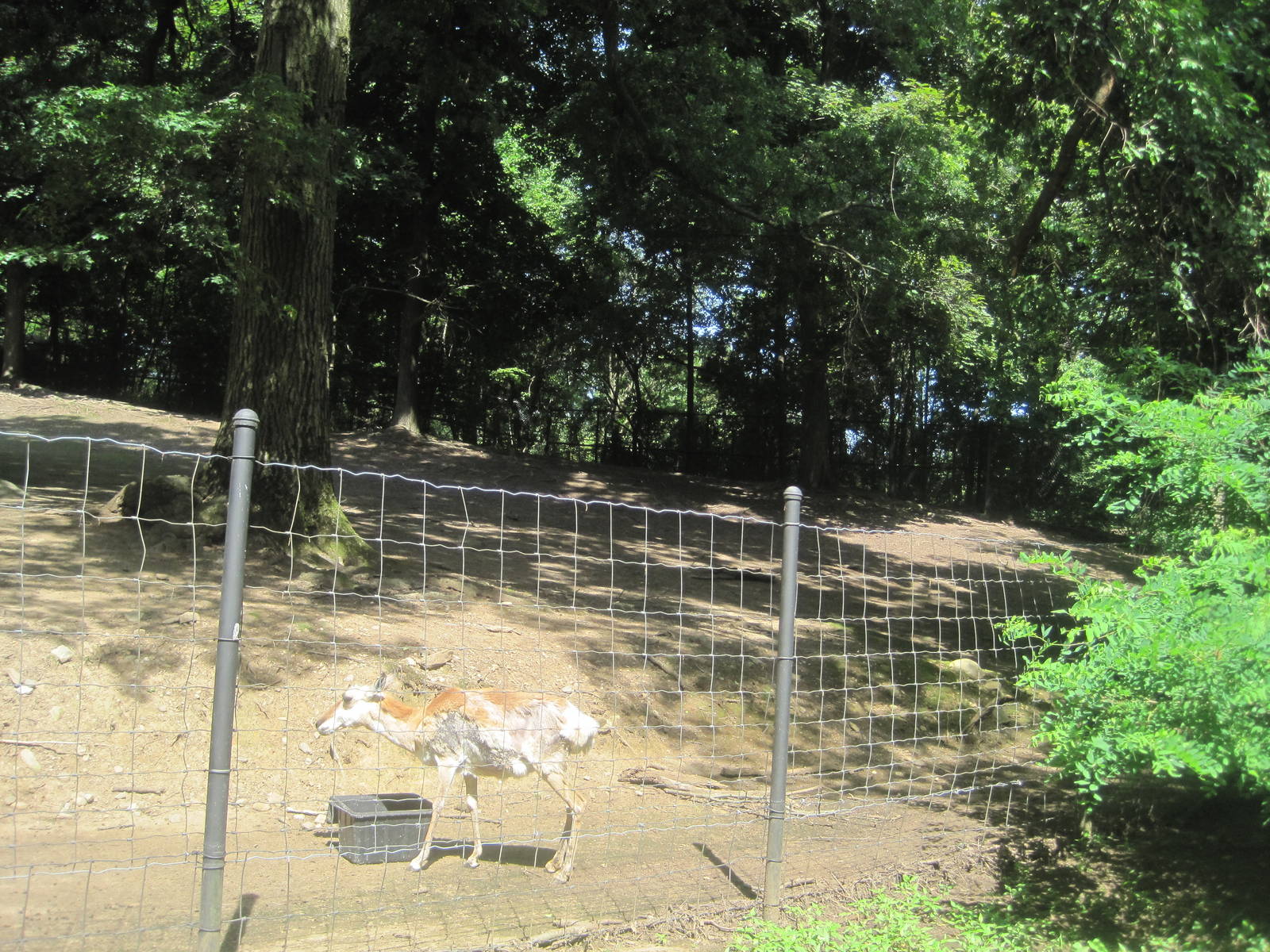 Hoofstock- Pronghorn Exhibit