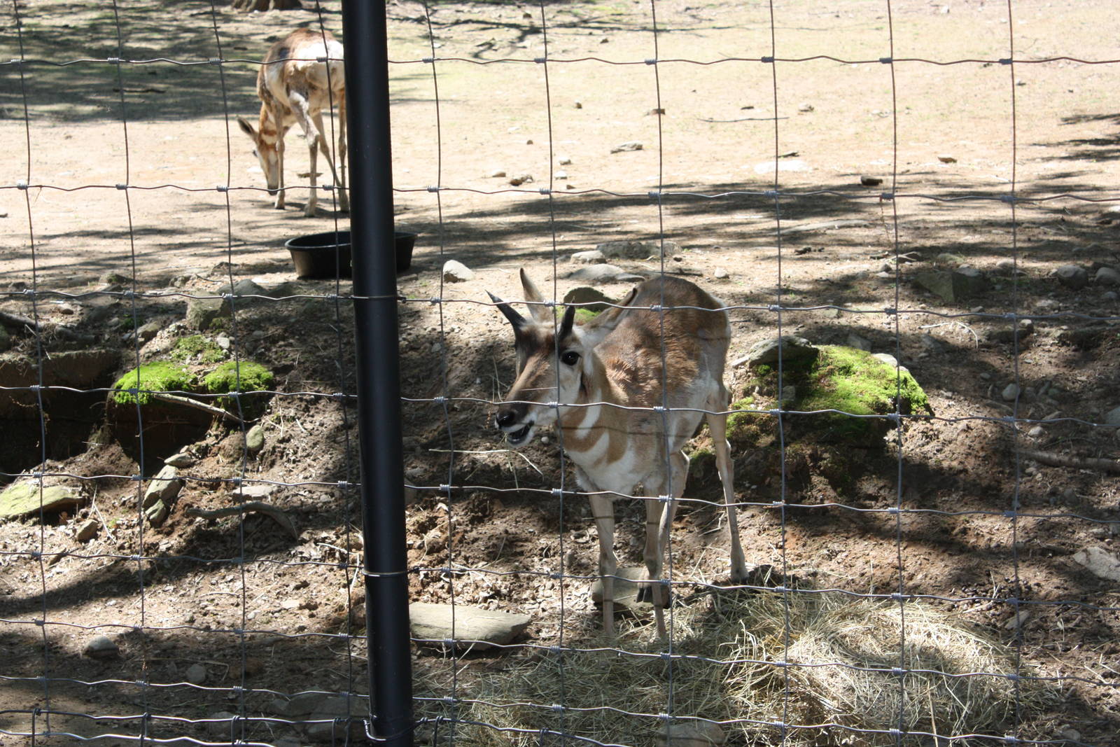 Hoofstock- Pronghorn Munching on A Snack