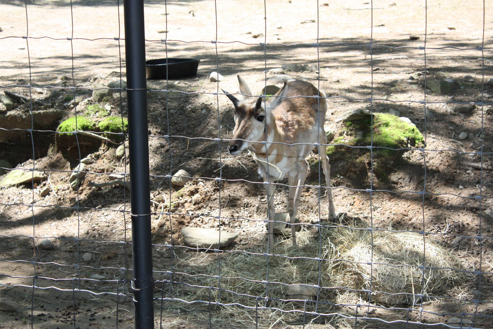 Hoofstock- Pronghorn