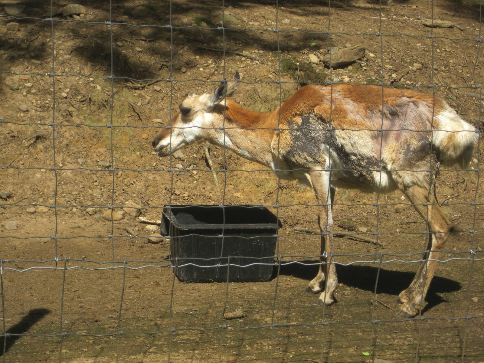 Hoofstock- Pronghorn