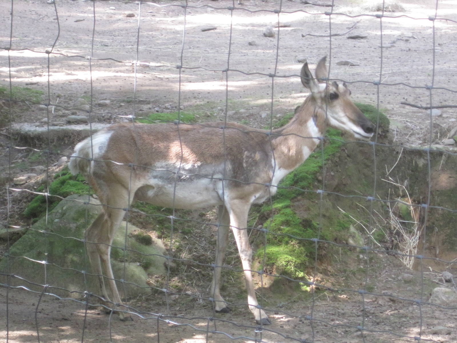 Hoofstock- Pronghorn
