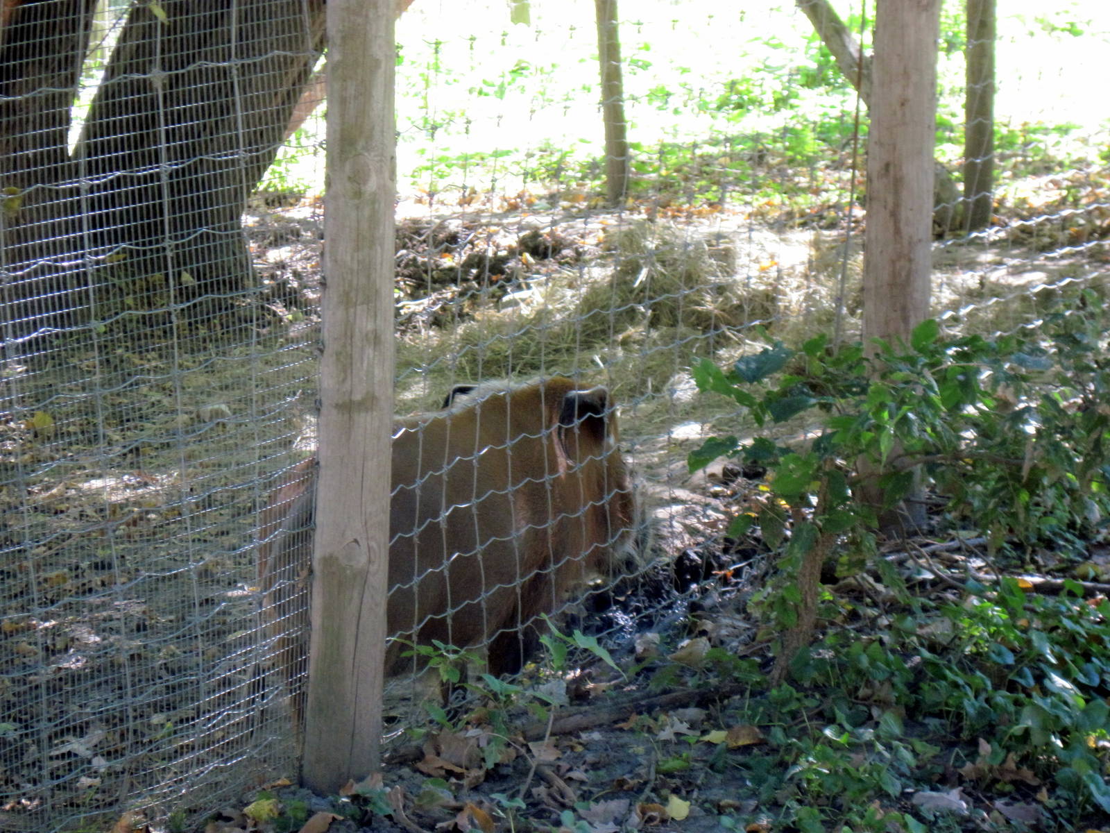 Hoofstock-Red River Hog