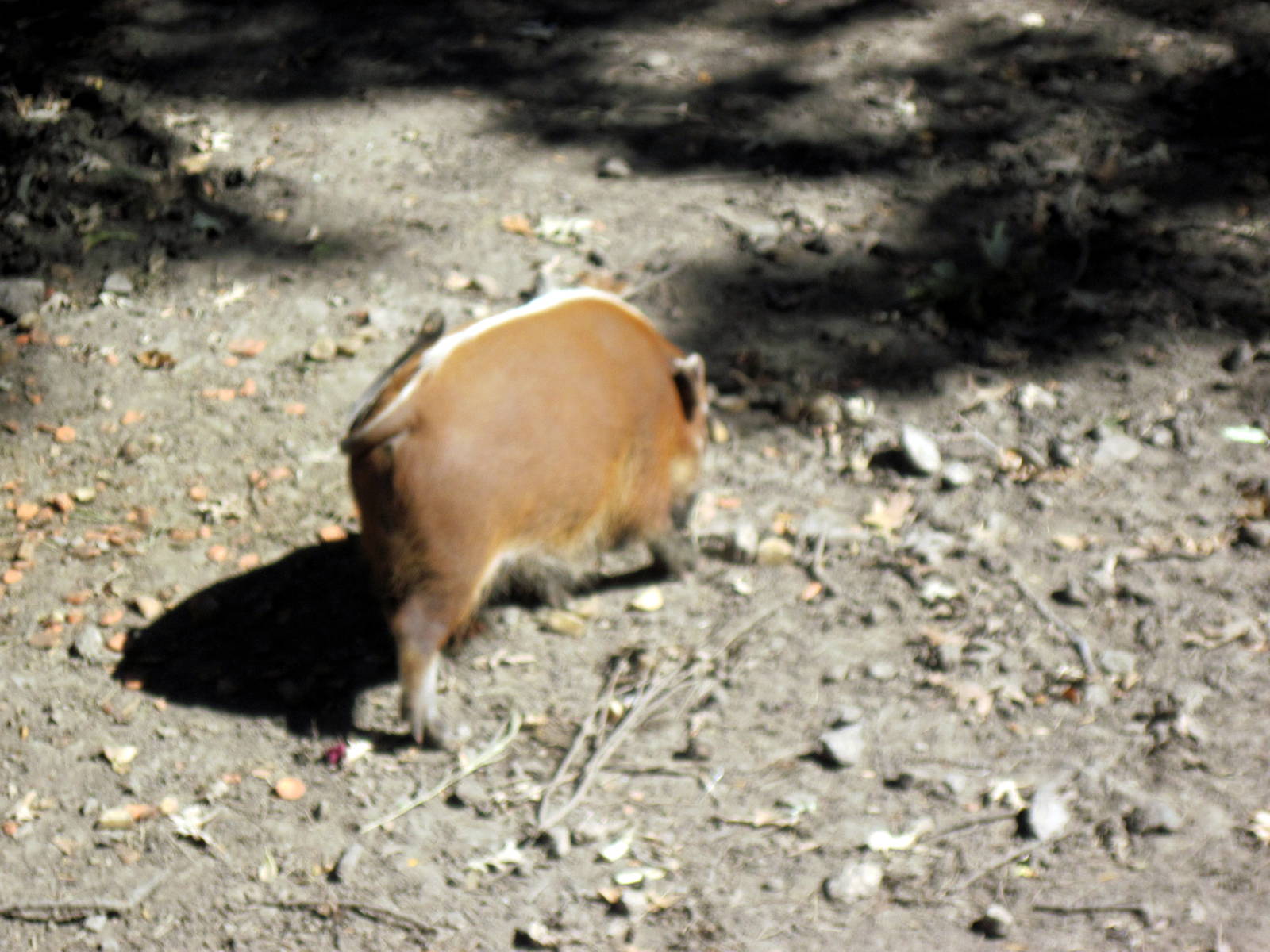 Hoofstock-Red River Hog