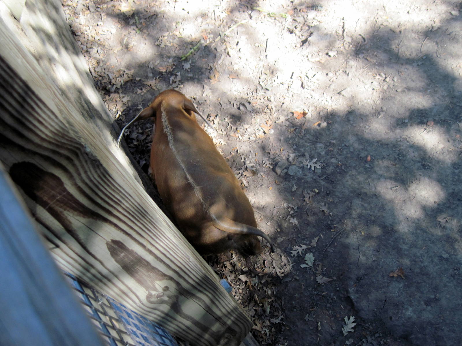 Hoofstock-Red River Hog