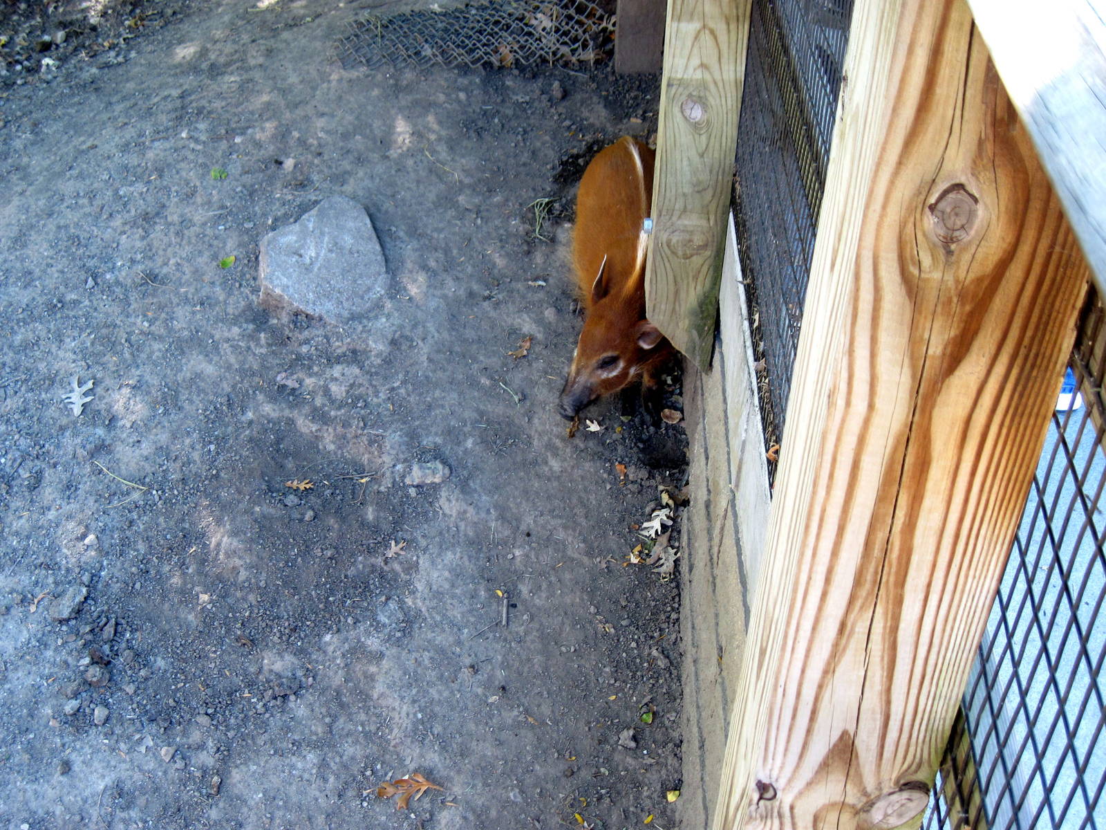 Hoofstock-Red River Hog