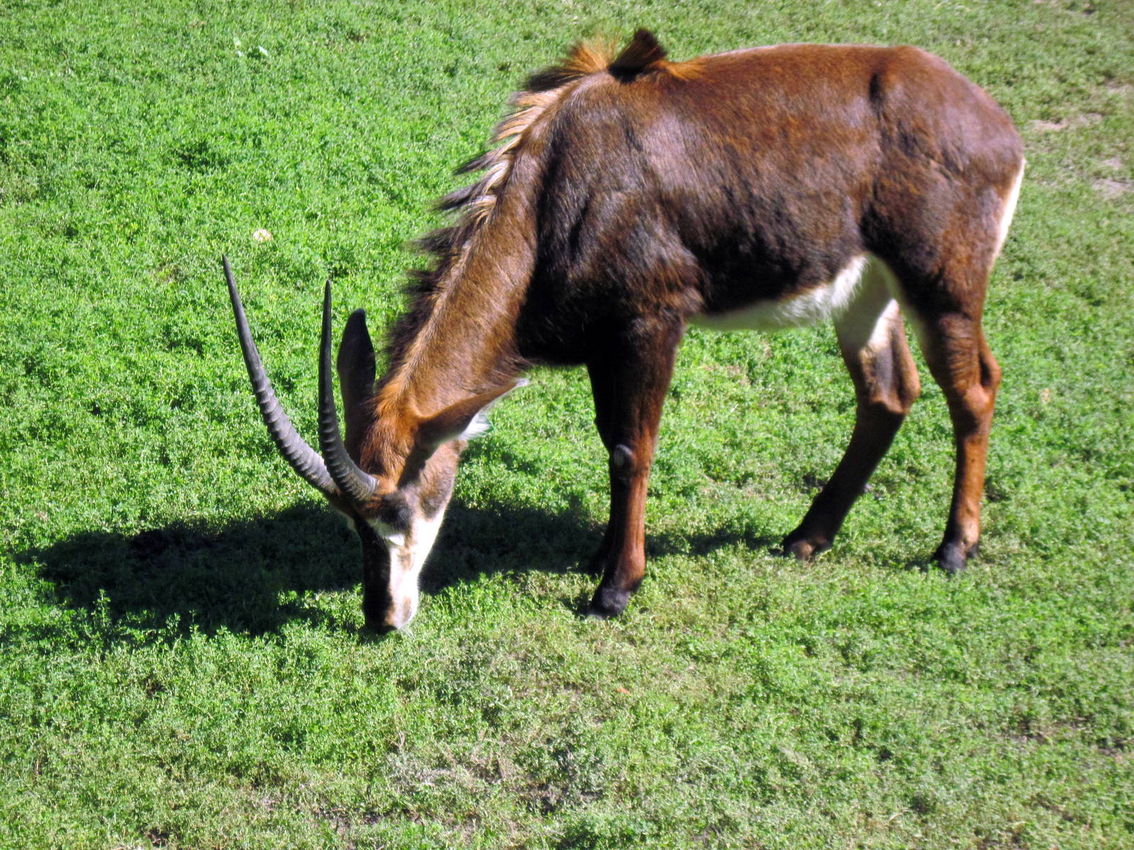 Hoofstock-Sable Anelope