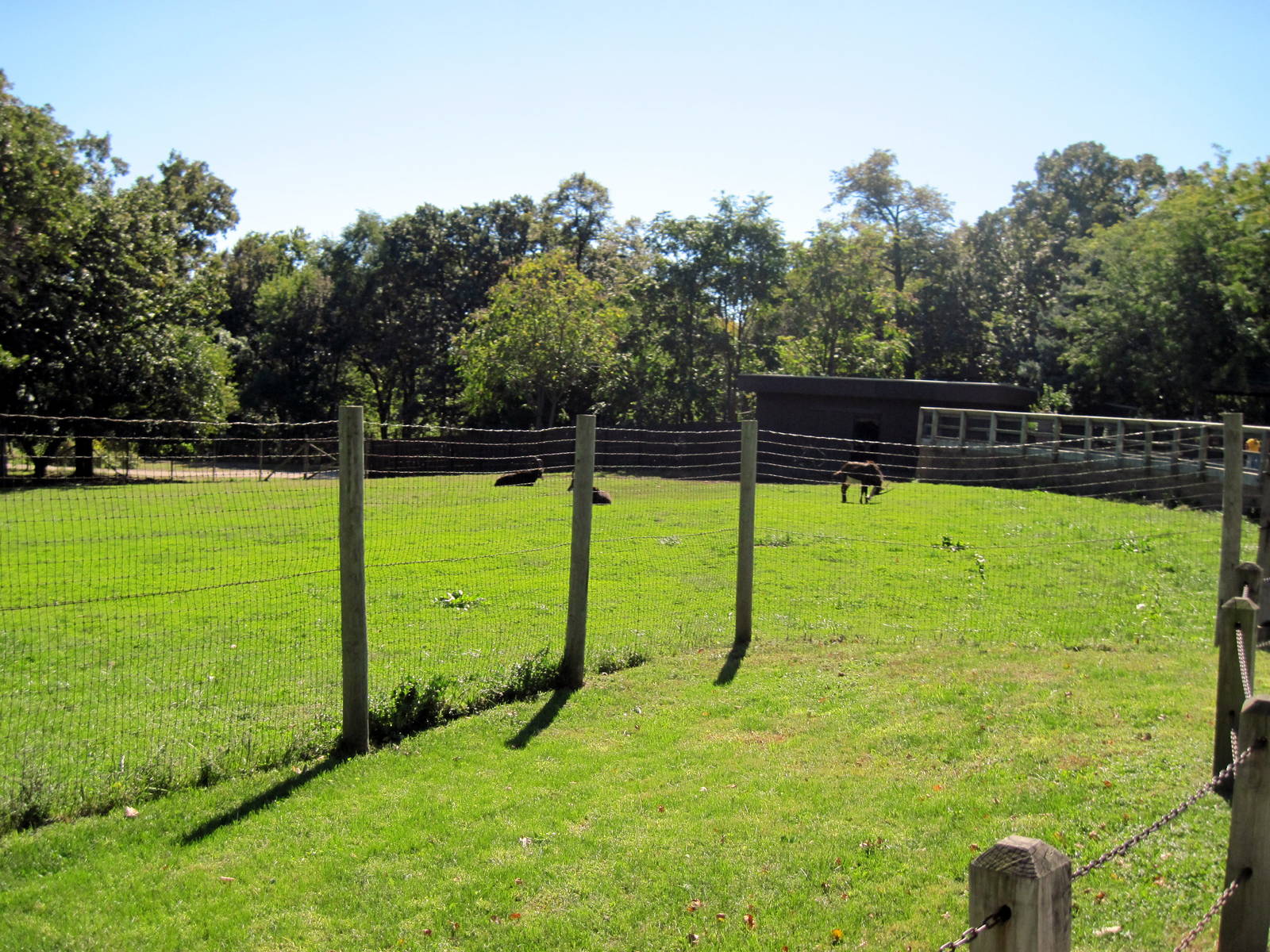 Hoofstock-Sable Antelope Exhibit