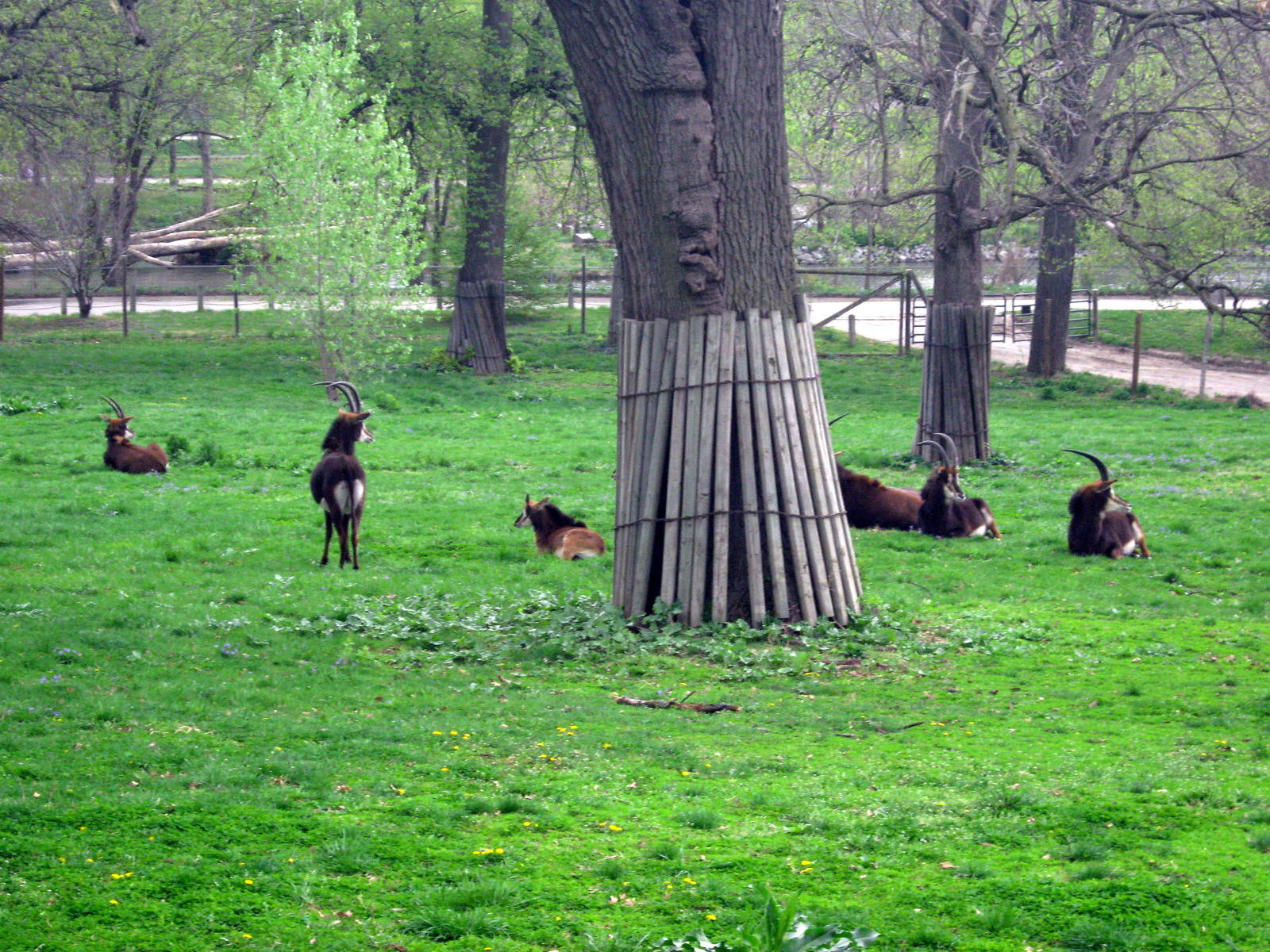 Hoofstock-Sable Antelope