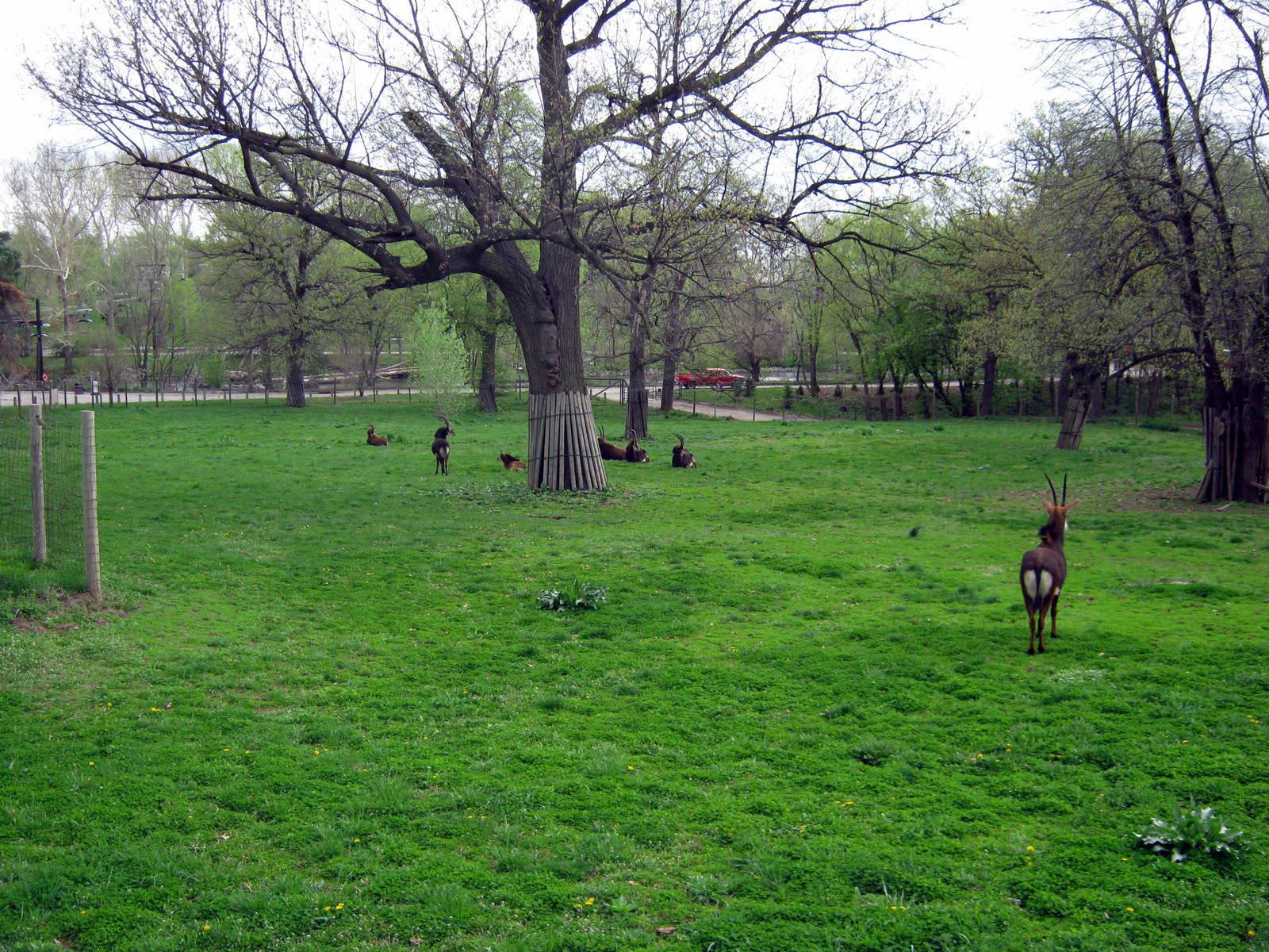 Hoofstock-Sable Antelope