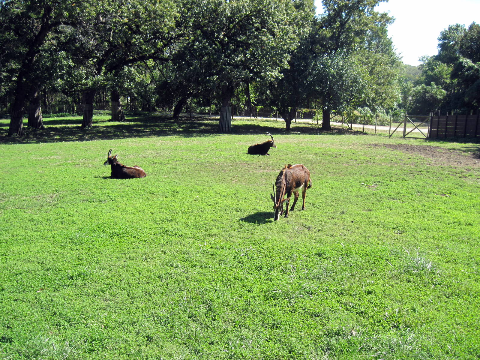 Hoofstock-Sable Antelope