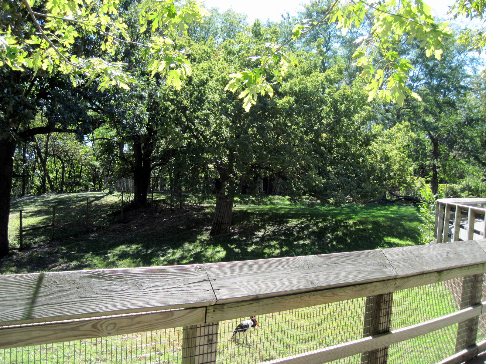 Hoofstock-Saddle-billed Stork/Bongo Exhibit