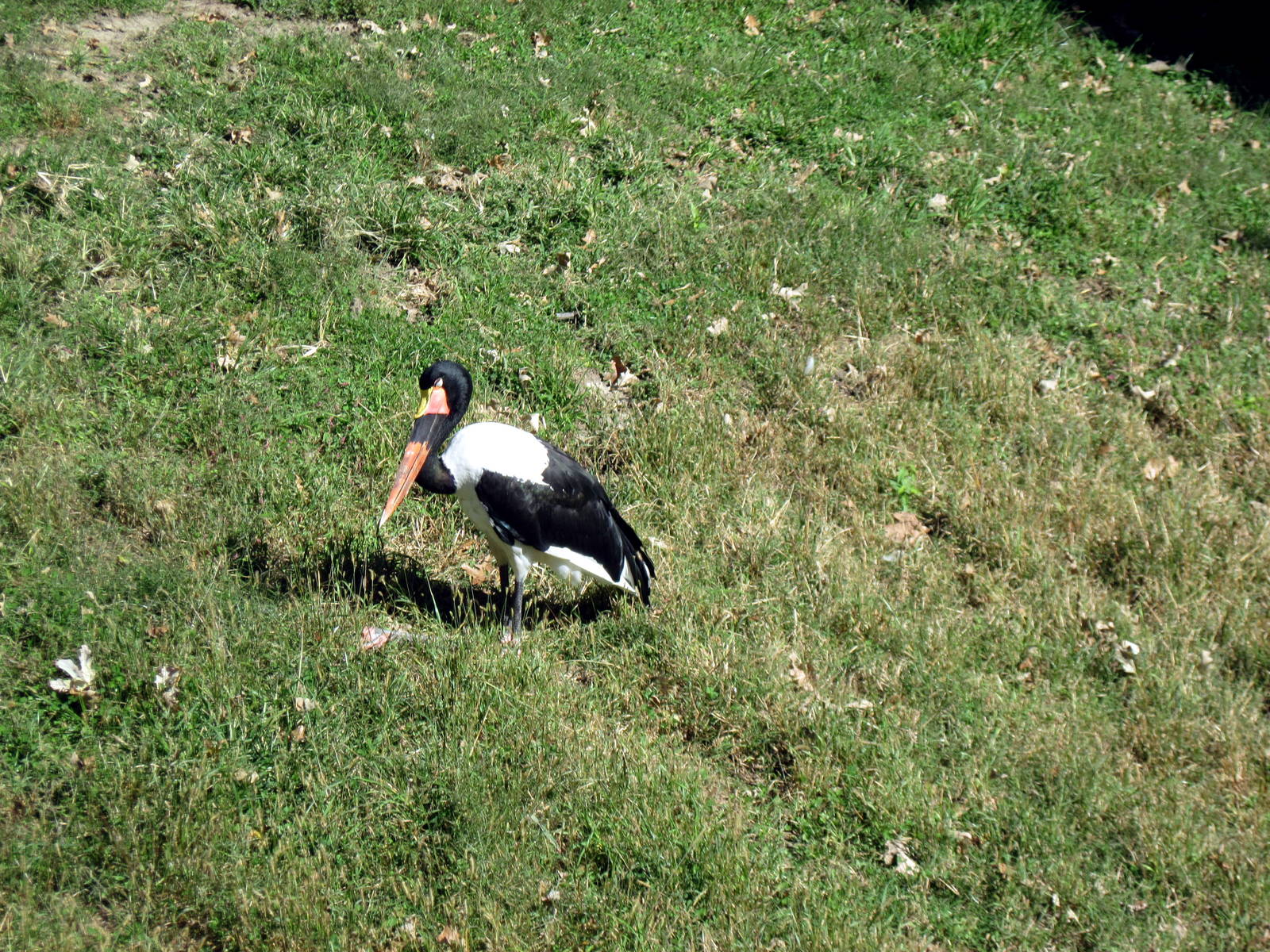 Hoofstock-Saddle-billed Stork