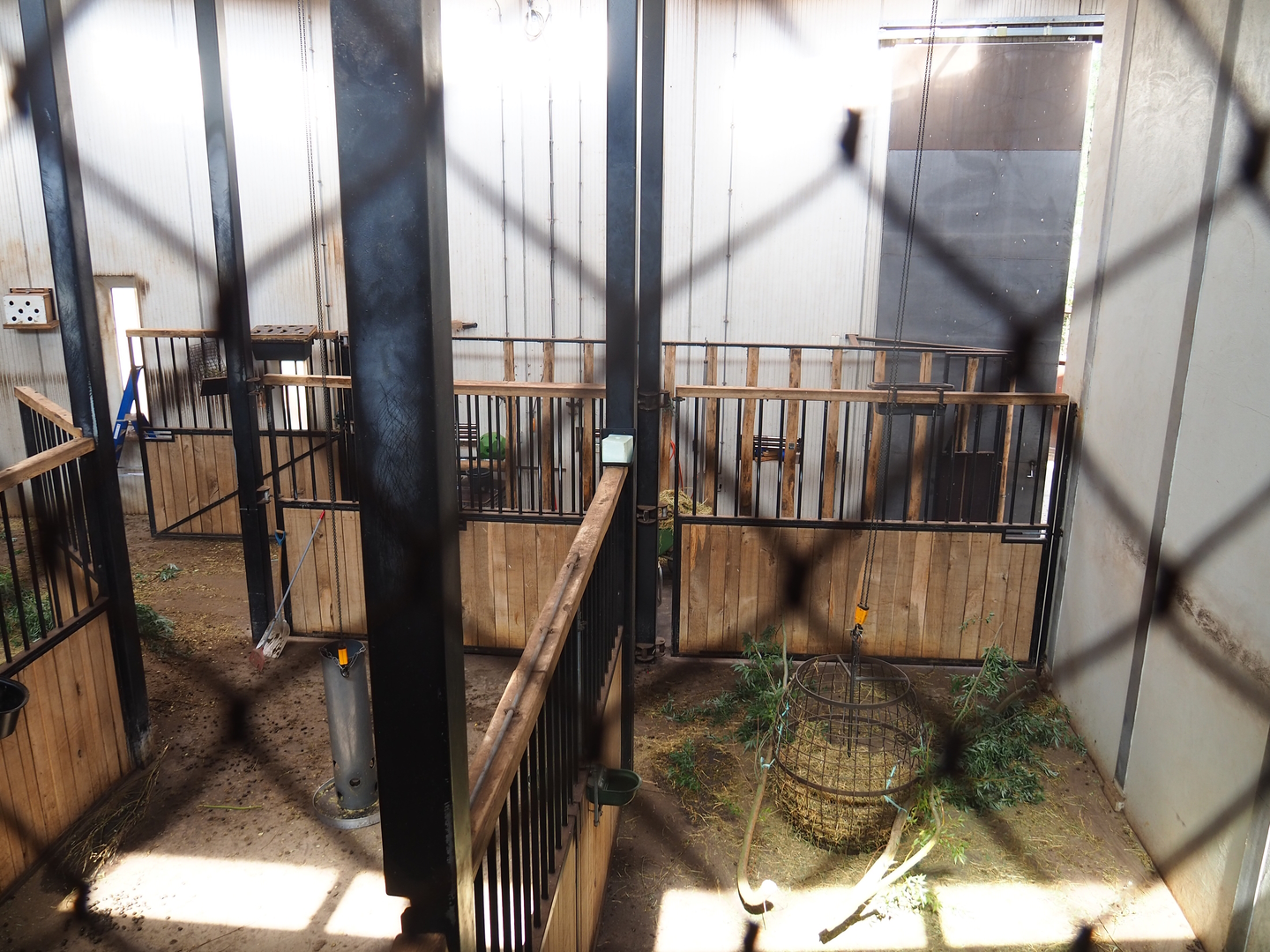 Hoofstock stables, 2022-08-20